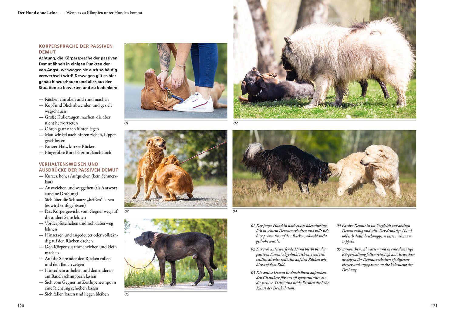 Beispielinhalt (Bild) Hunde lesen lernen