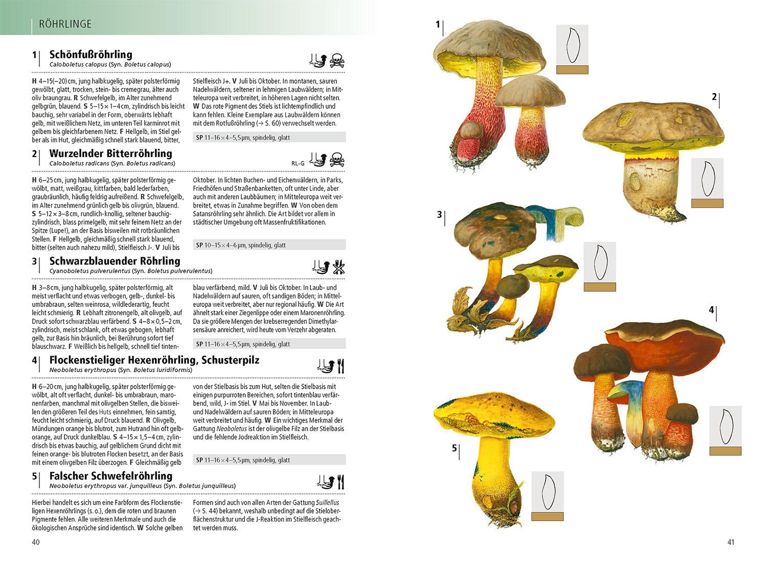 Beispielinhalt (Bild) Das Kosmos-Handbuch Pilze