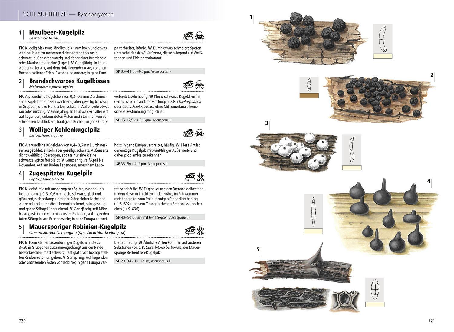 Beispielinhalt (Bild) Das Kosmos-Handbuch Pilze