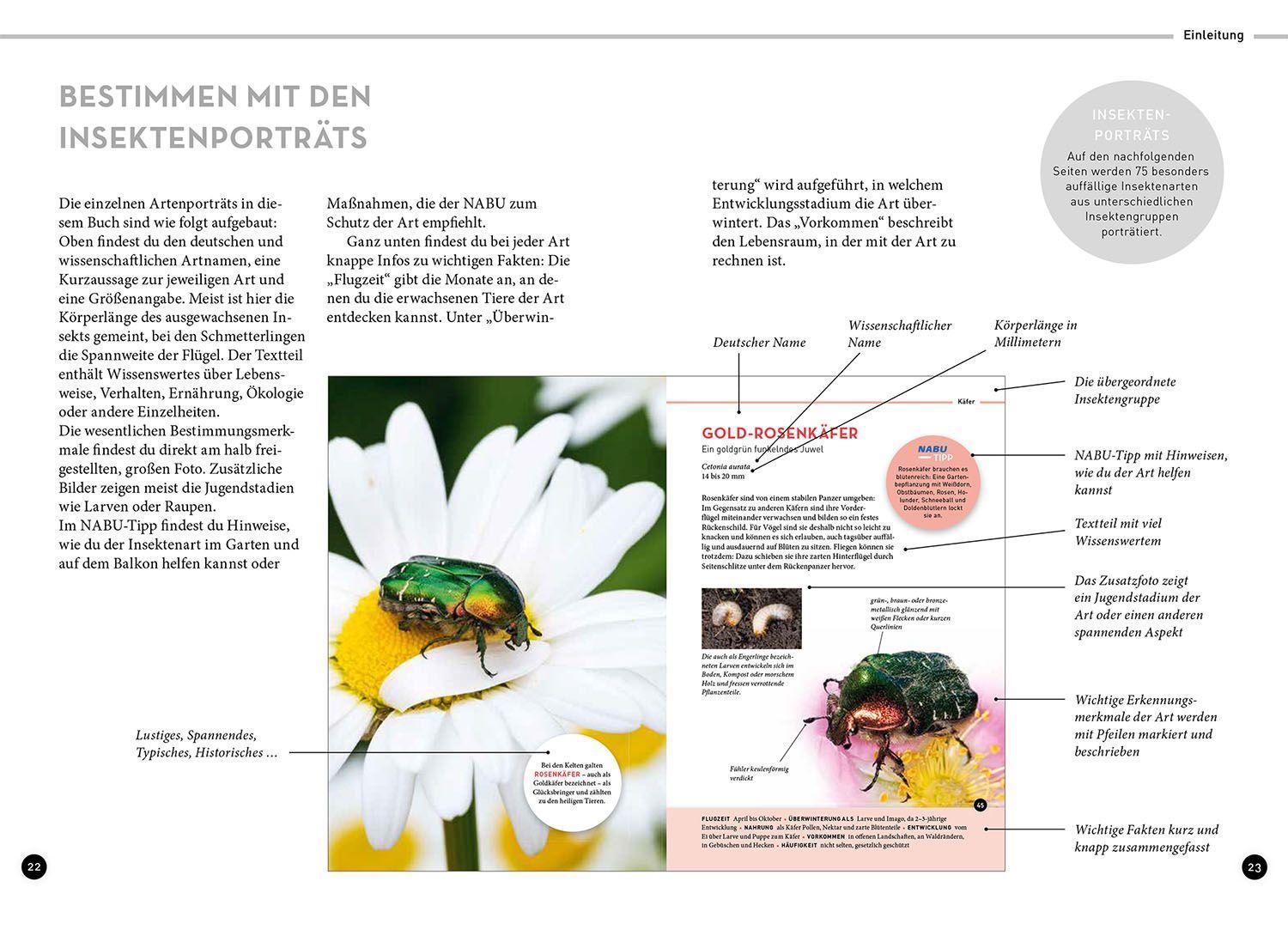 Beispielinhalt (Bild) Wer summt denn hier?