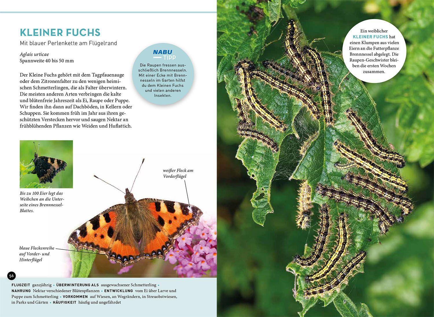 Beispielinhalt (Bild) Wer summt denn hier?