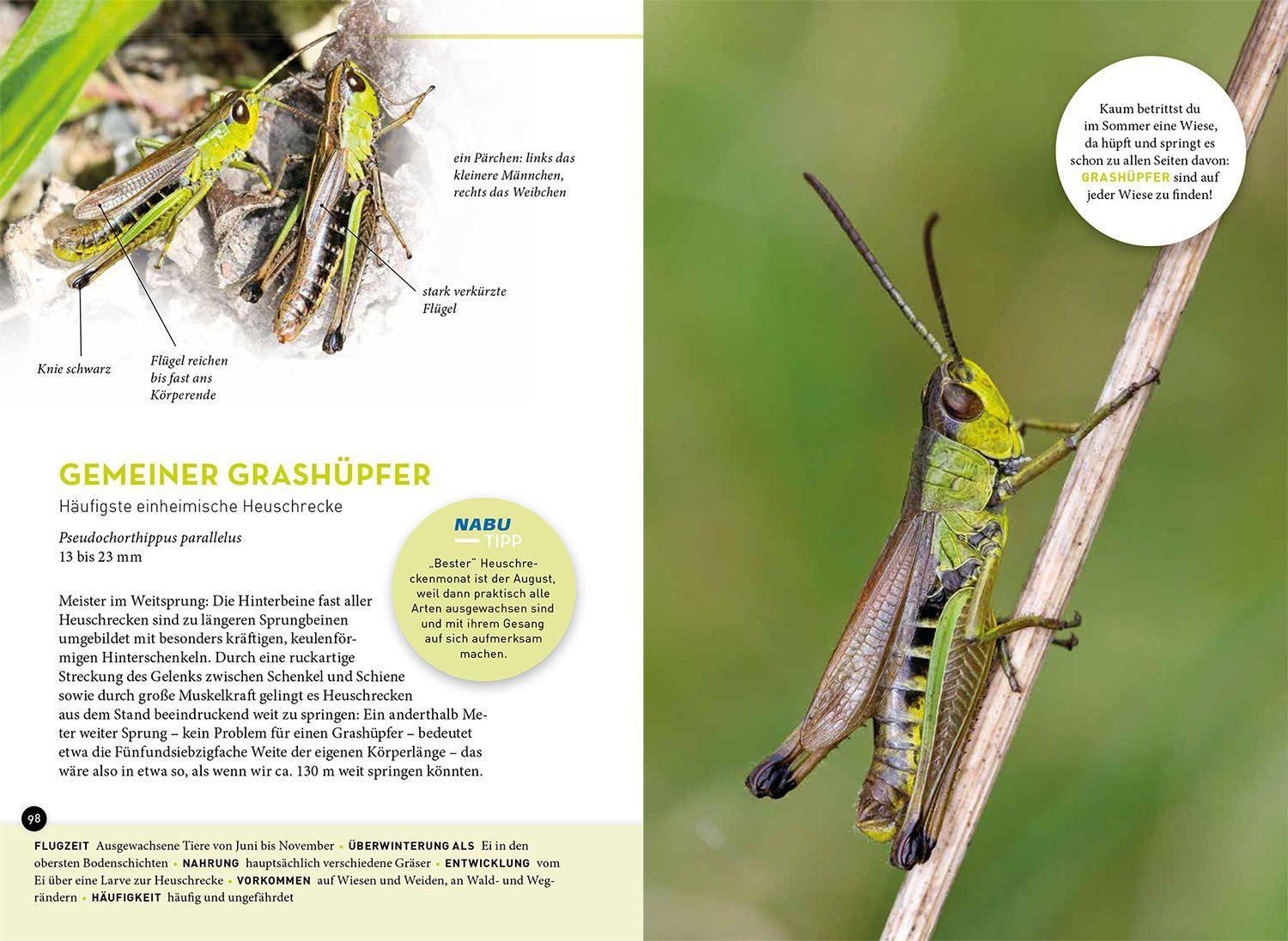 Beispielinhalt (Bild) Wer summt denn hier?