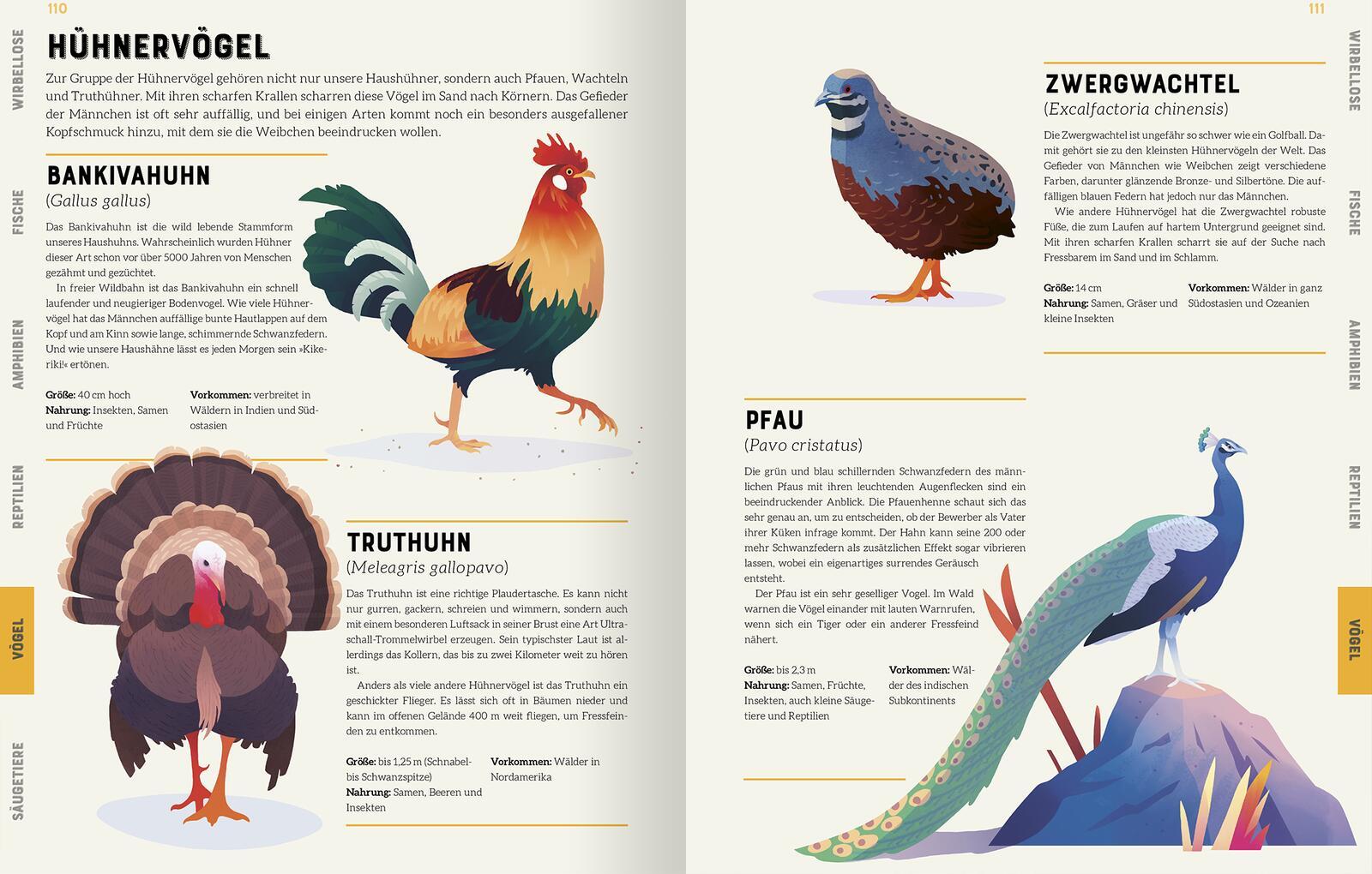 Beispielinhalt (Bild) Das große Lexikon der Tiere