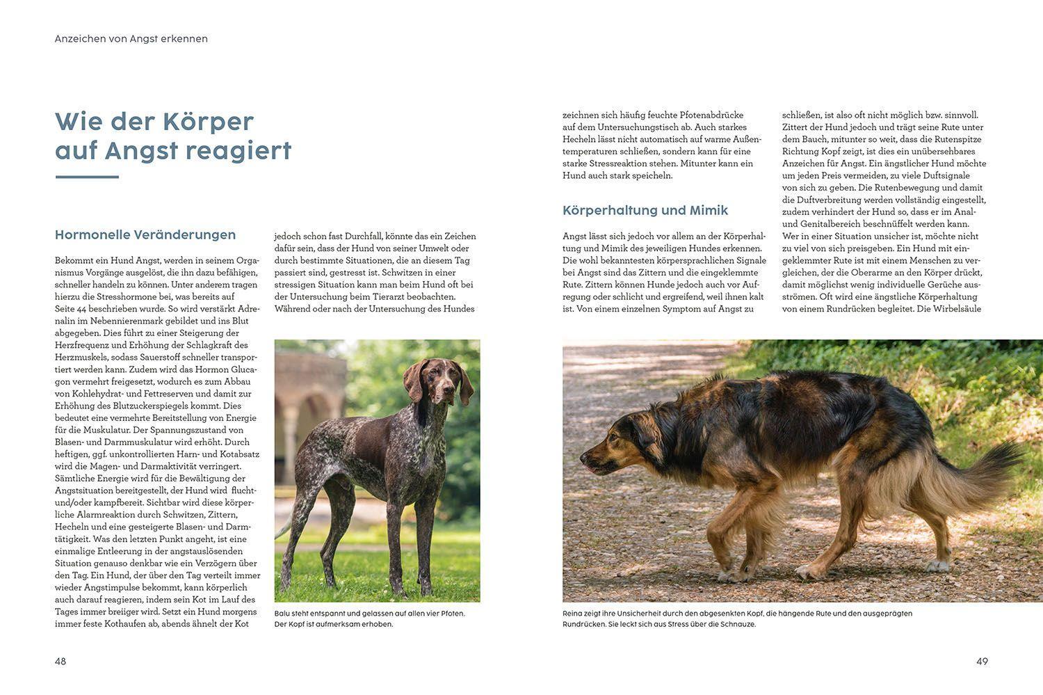 Beispielinhalt (Bild) Angst bei Hunden - mit Martin Rütter