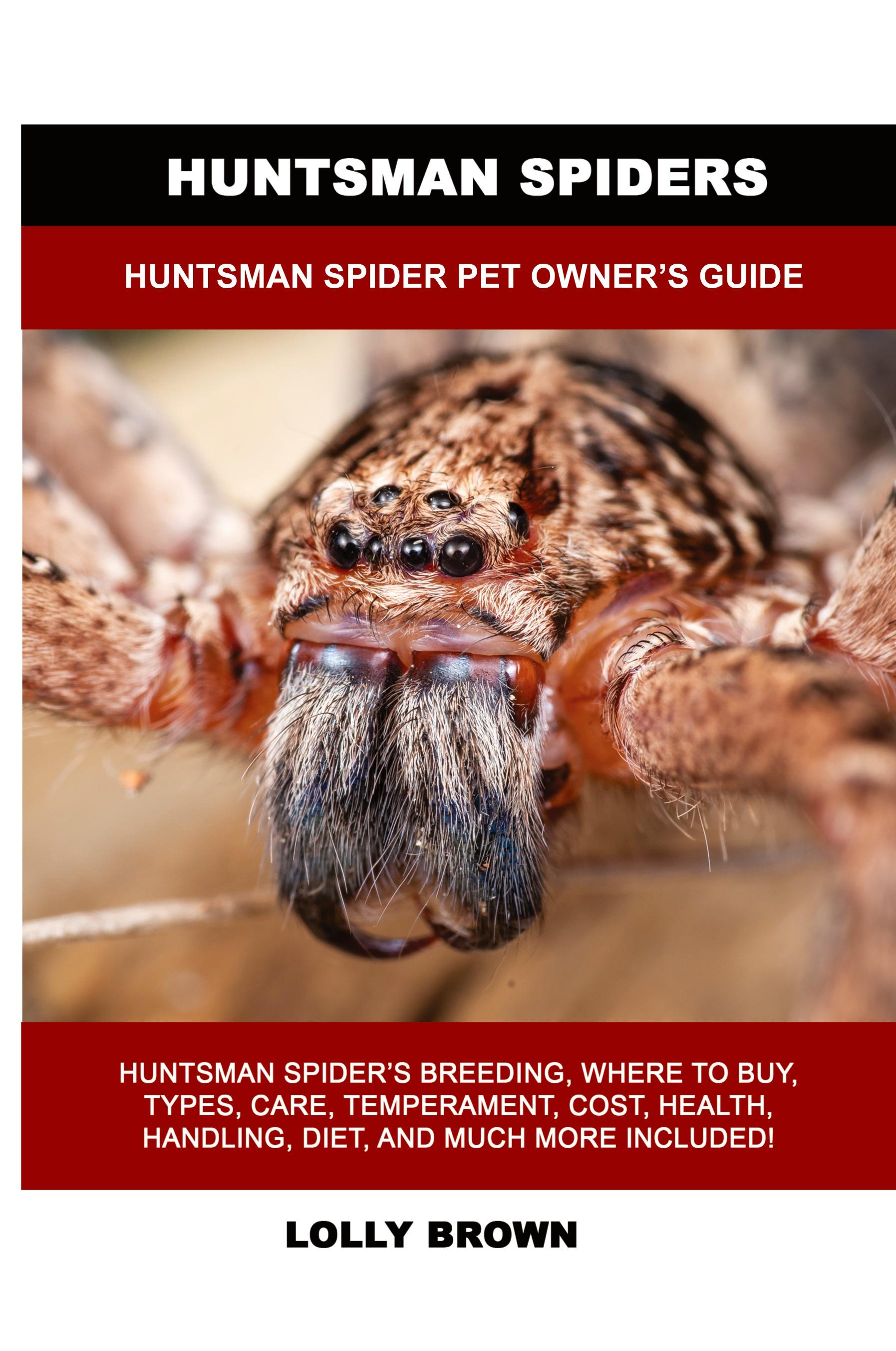 Vorderes Coverbild Huntsman Spiders