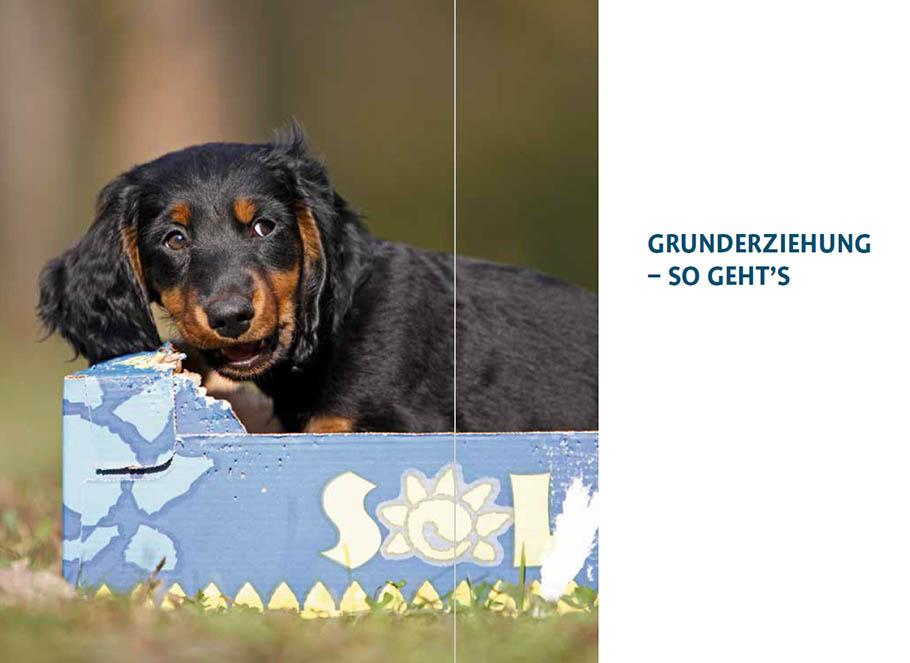 Beispielinhalt (Bild) Sachkundenachweis für Hundehalter