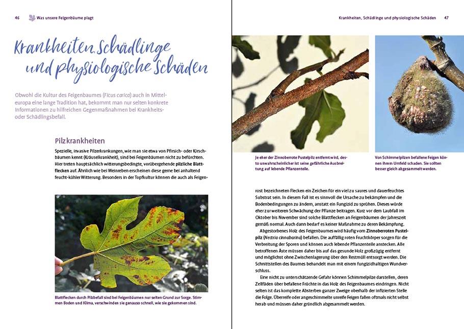 Beispielinhalt (Bild) Feigen aus dem eigenen Garten