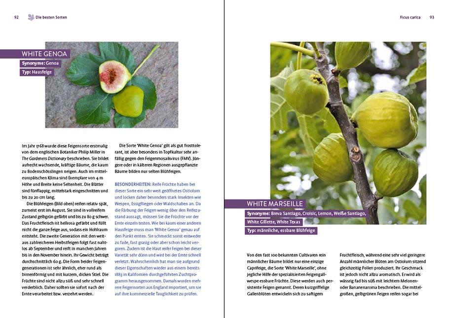 Beispielinhalt (Bild) Feigen aus dem eigenen Garten
