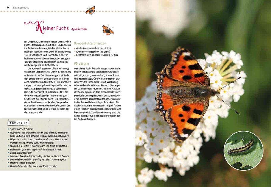Beispielinhalt (Bild) Mein Schmetterlingsgarten