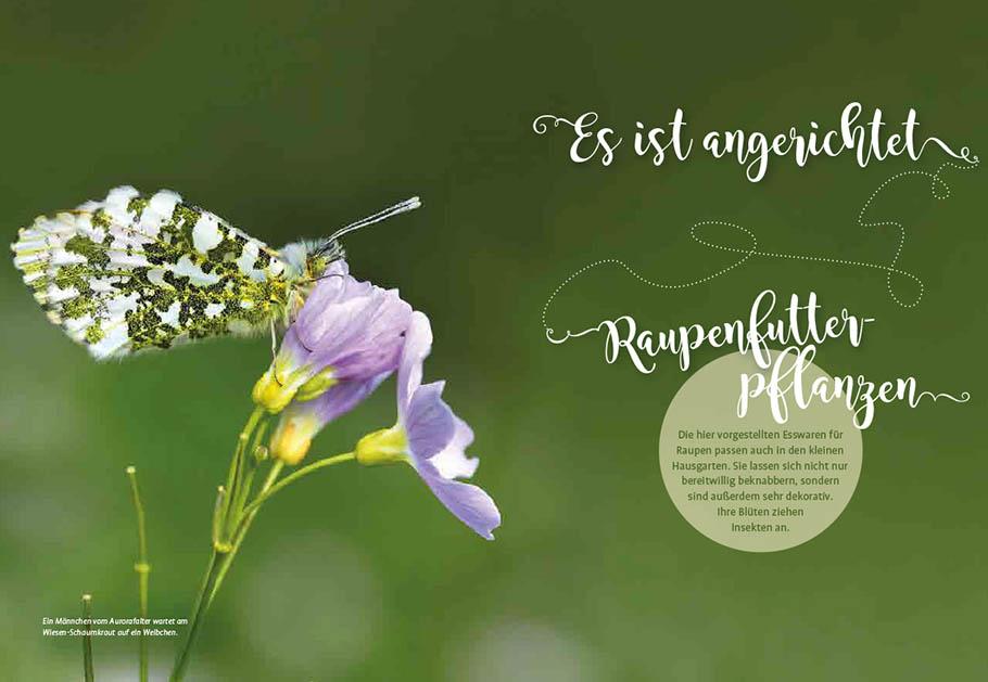 Beispielinhalt (Bild) Mein Schmetterlingsgarten