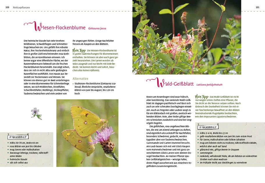 Beispielinhalt (Bild) Mein Schmetterlingsgarten