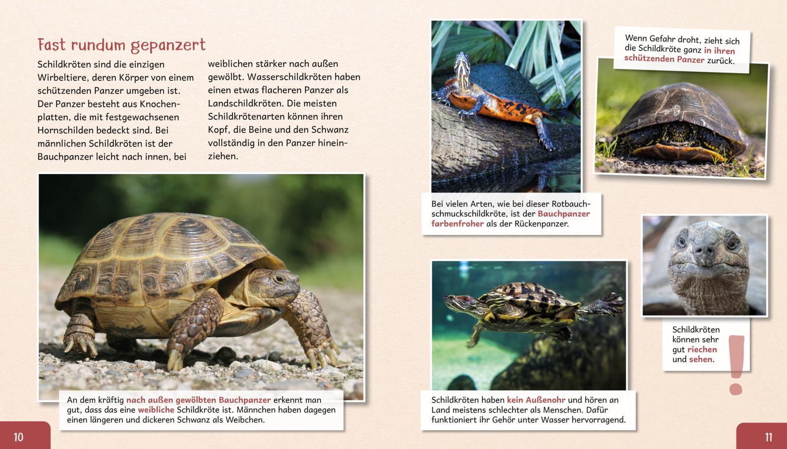 Beispielinhalt (Bild) Meine große Tierbibliothek: Die Schildkröte