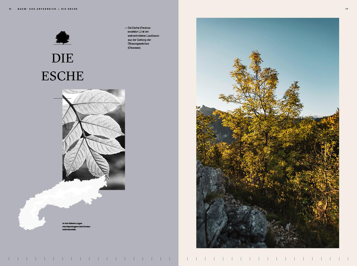 Beispielinhalt (Bild) Der Alpenwald