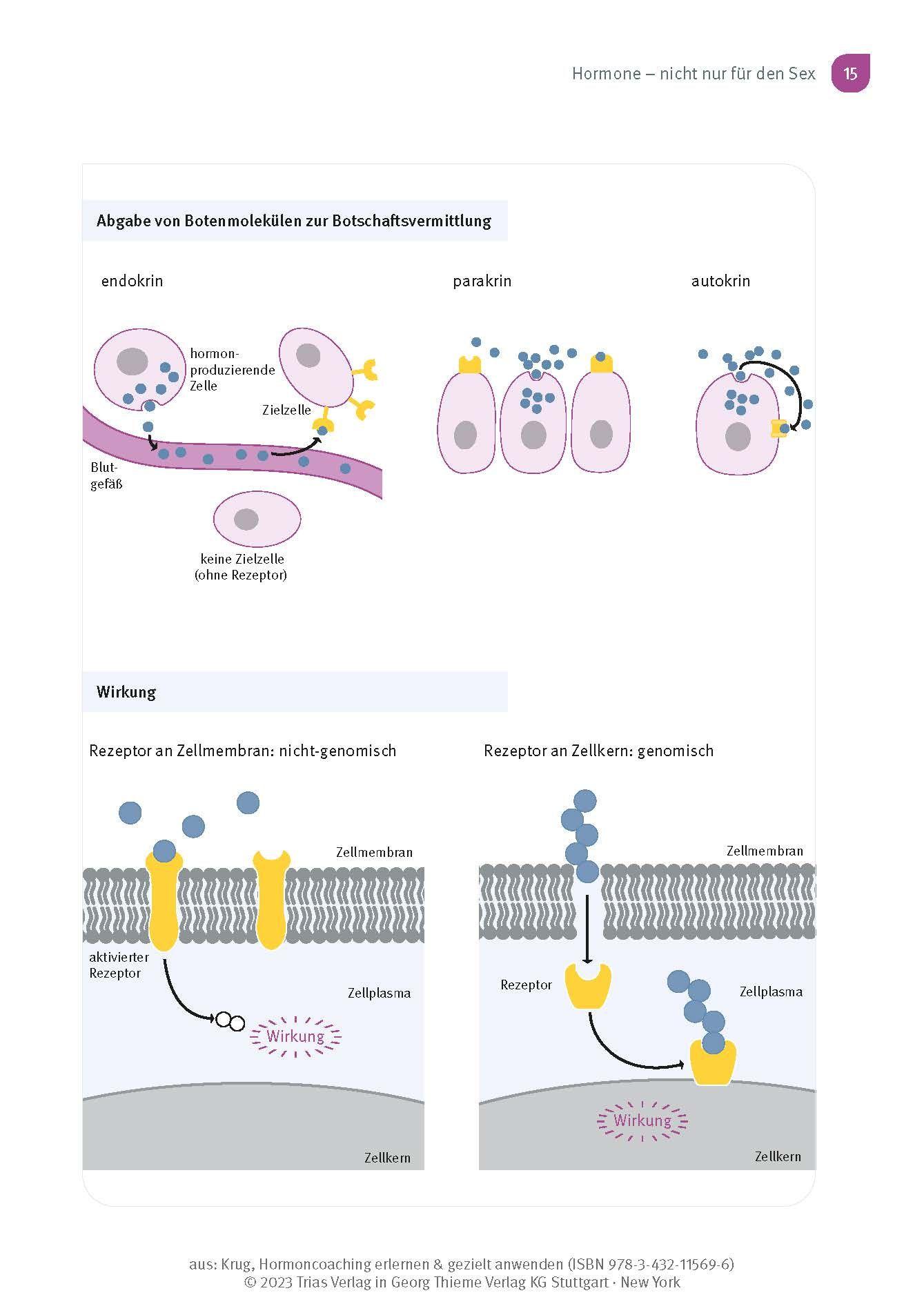 Beispielinhalt (Bild) Hormoncoaching erlernen & gezielt anwenden
