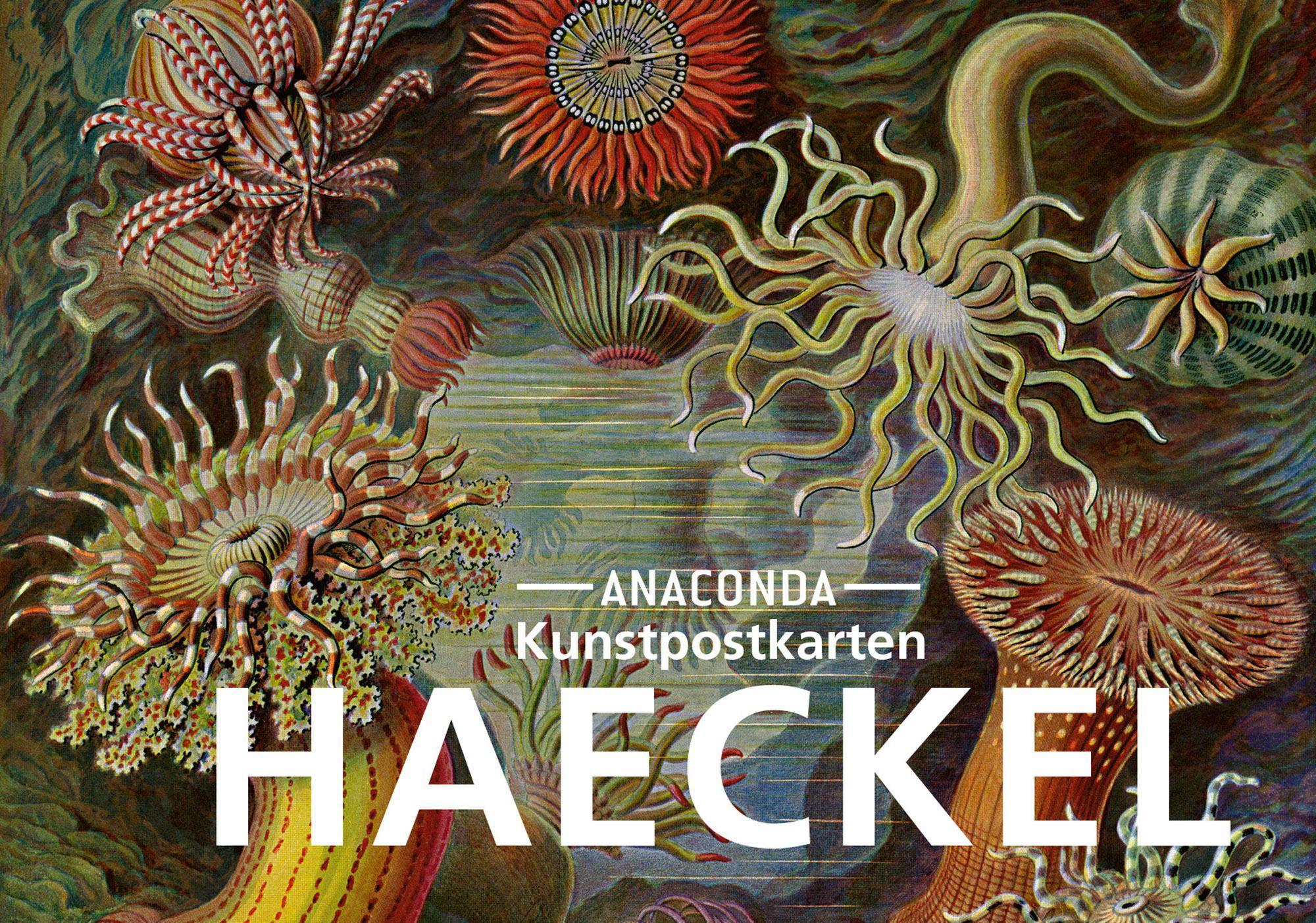 Vorderes Coverbild Postkarten-Set Ernst Haeckel