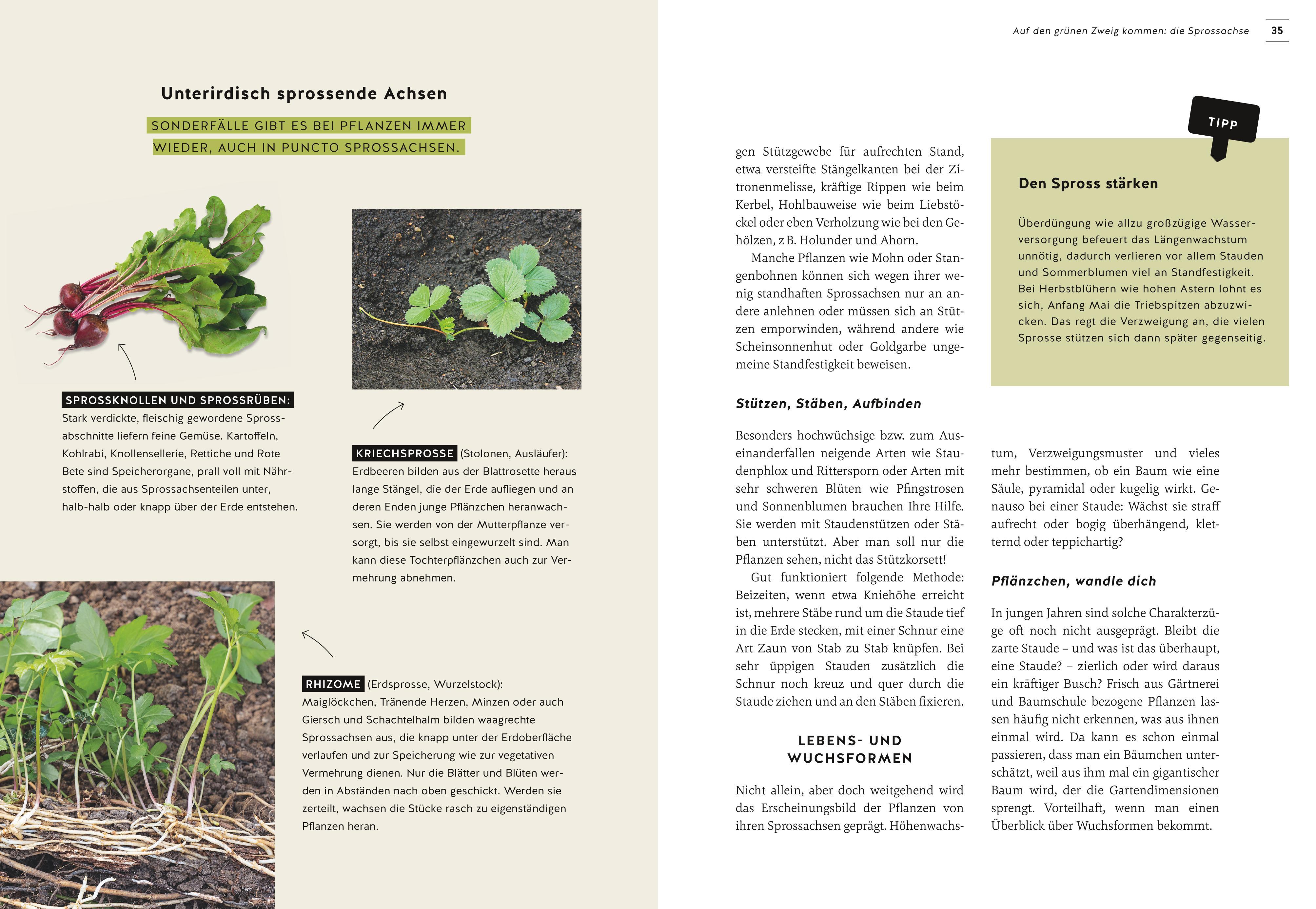 Beispielinhalt (Bild) Pflanzen endlich verstehen