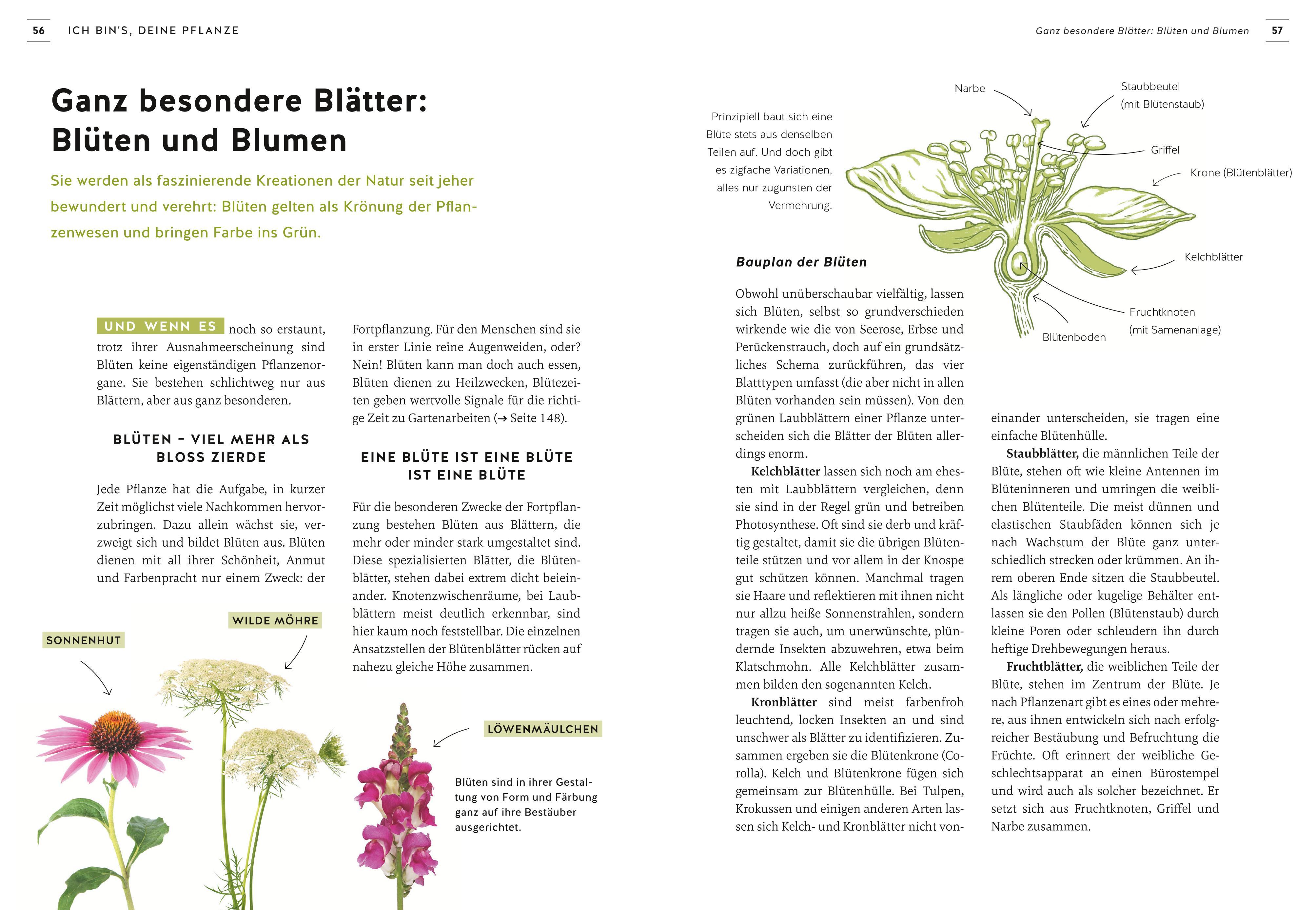 Beispielinhalt (Bild) Pflanzen endlich verstehen