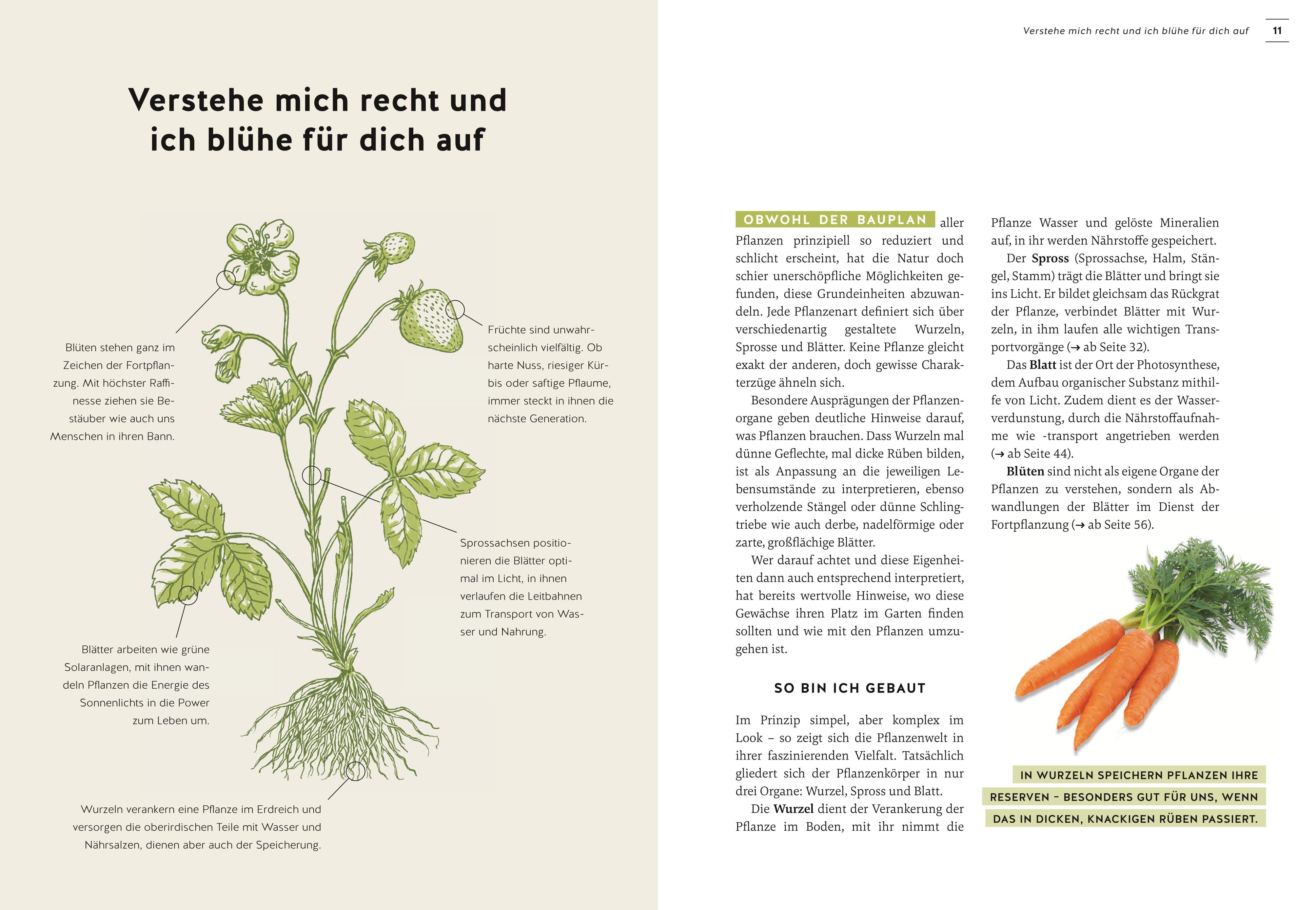 Beispielinhalt (Bild) Pflanzen endlich verstehen