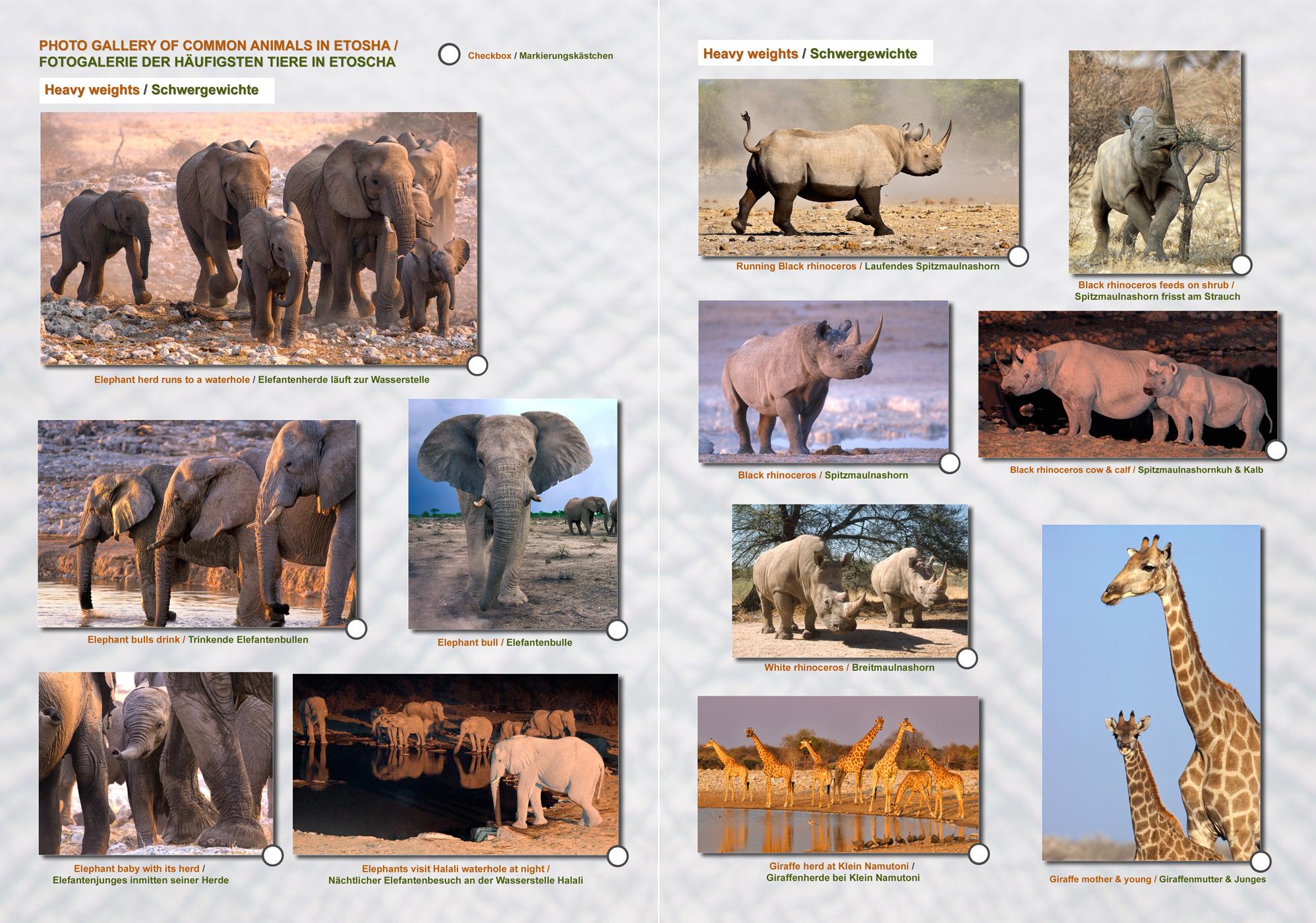 Beispielinhalt (Bild) ETOSCHA KARTE (Etosha National Park, Namibia) mit Fotogalerie