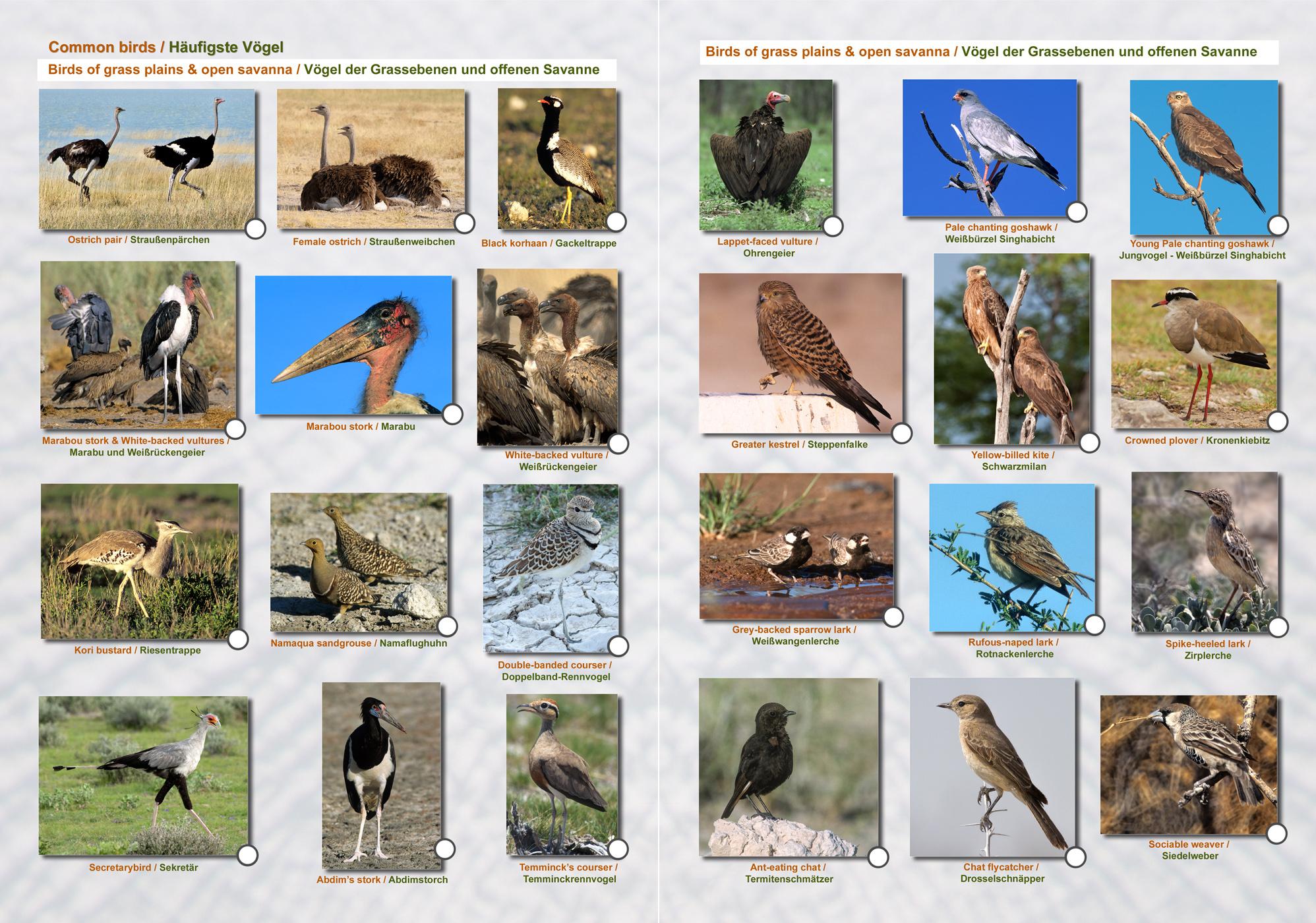 Beispielinhalt (Bild) ETOSCHA KARTE (Etosha National Park, Namibia) mit Fotogalerie