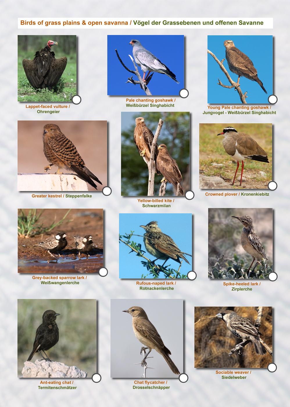 Beispielinhalt (Bild) ETOSCHA KARTE (Etosha National Park, Namibia) mit Fotogalerie