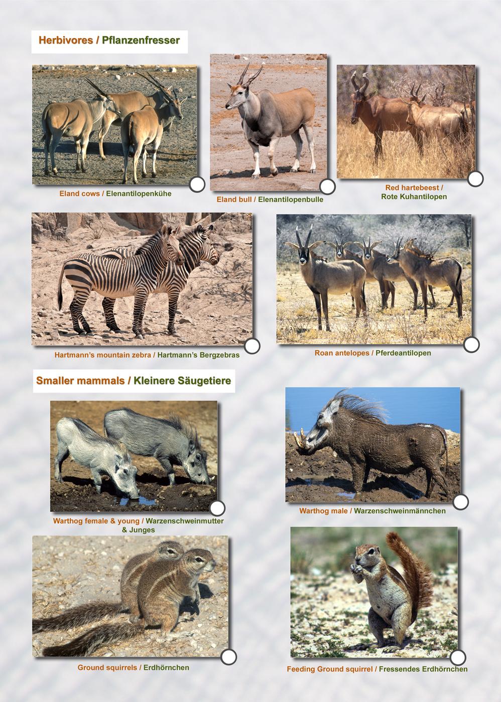 Beispielinhalt (Bild) ETOSCHA KARTE (Etosha National Park, Namibia) mit Fotogalerie