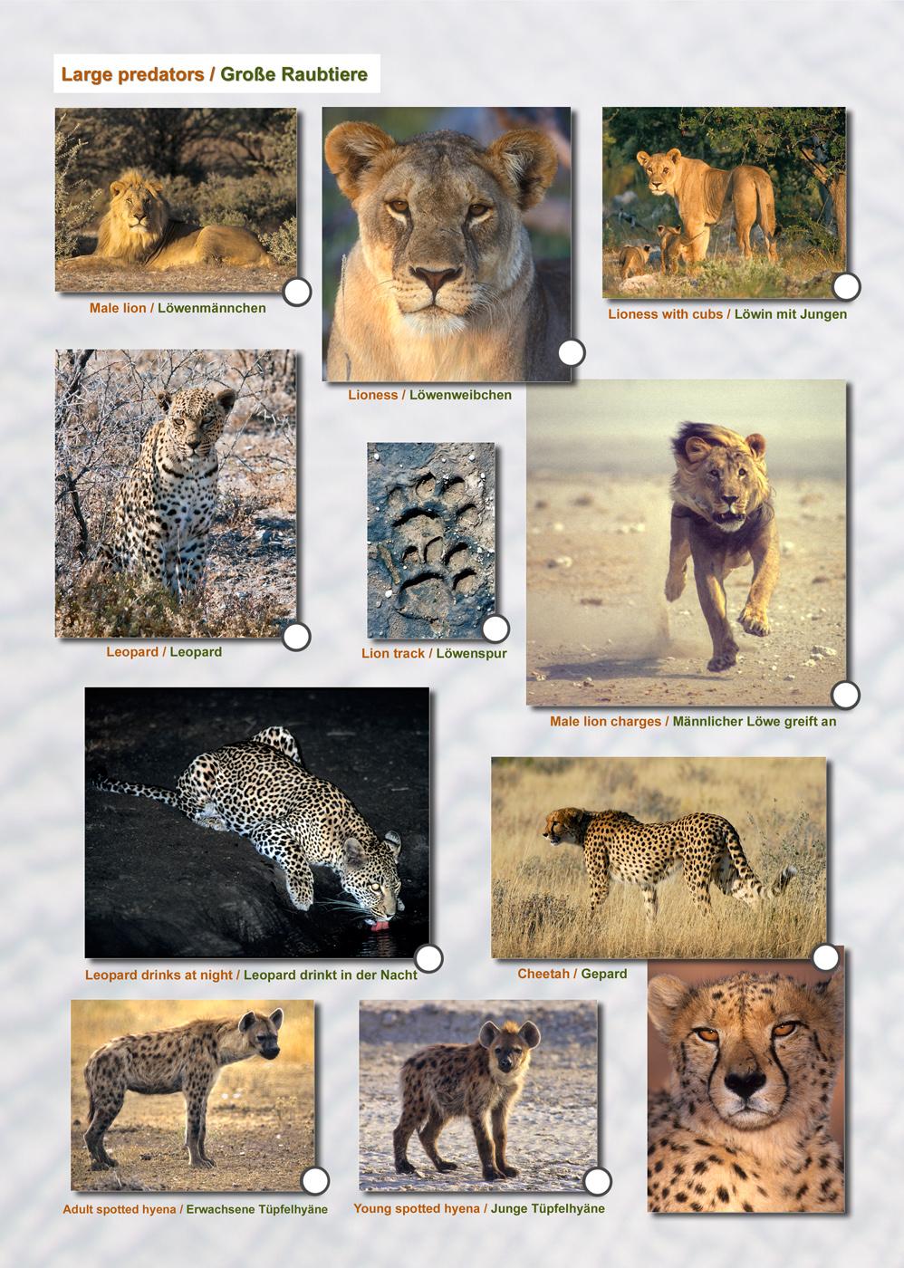 Beispielinhalt (Bild) ETOSCHA KARTE (Etosha National Park, Namibia) mit Fotogalerie