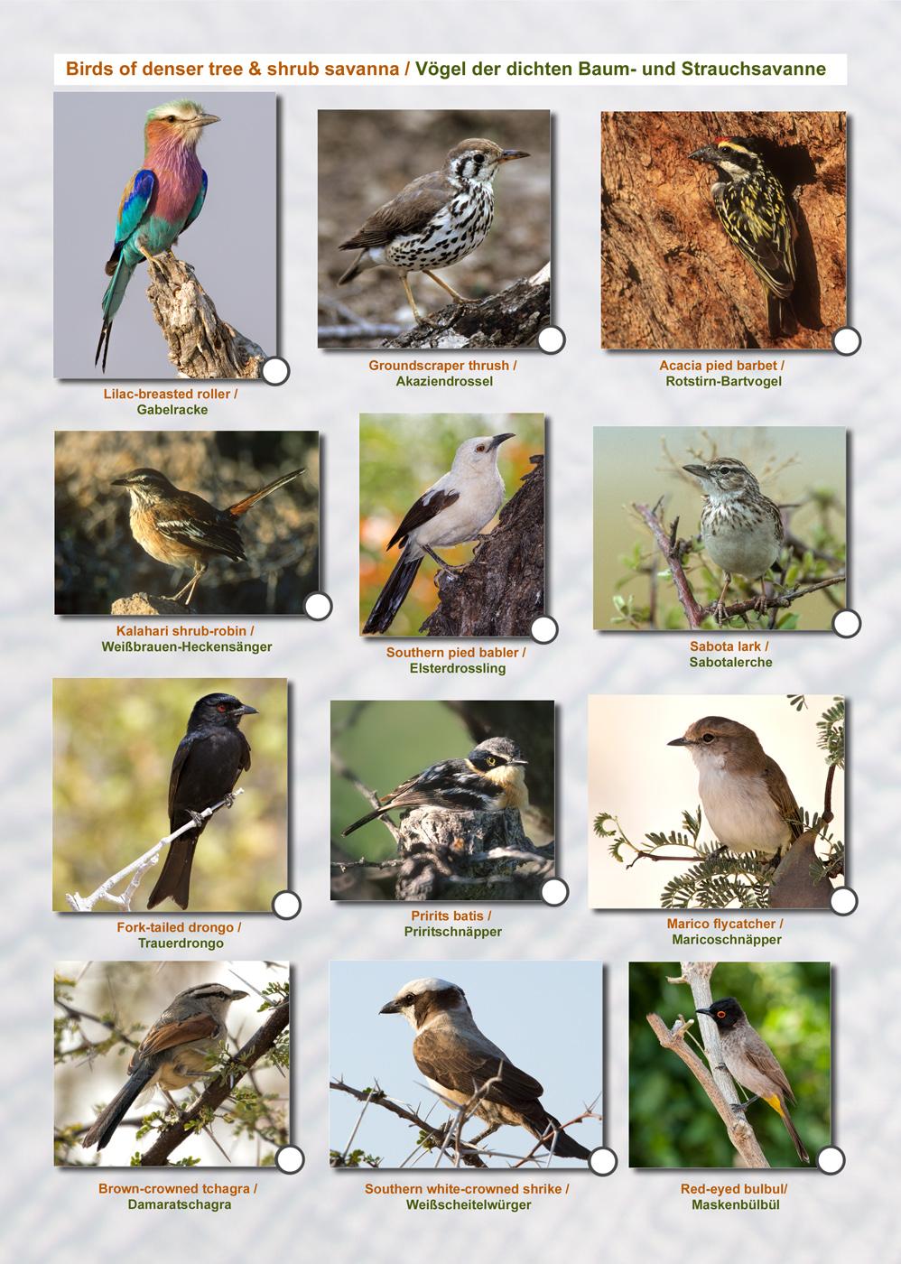 Beispielinhalt (Bild) ETOSCHA KARTE (Etosha National Park, Namibia) mit Fotogalerie