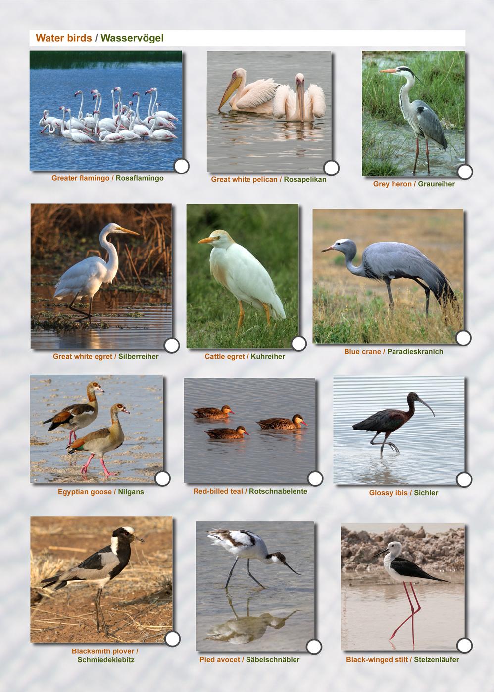 Beispielinhalt (Bild) ETOSCHA KARTE (Etosha National Park, Namibia) mit Fotogalerie