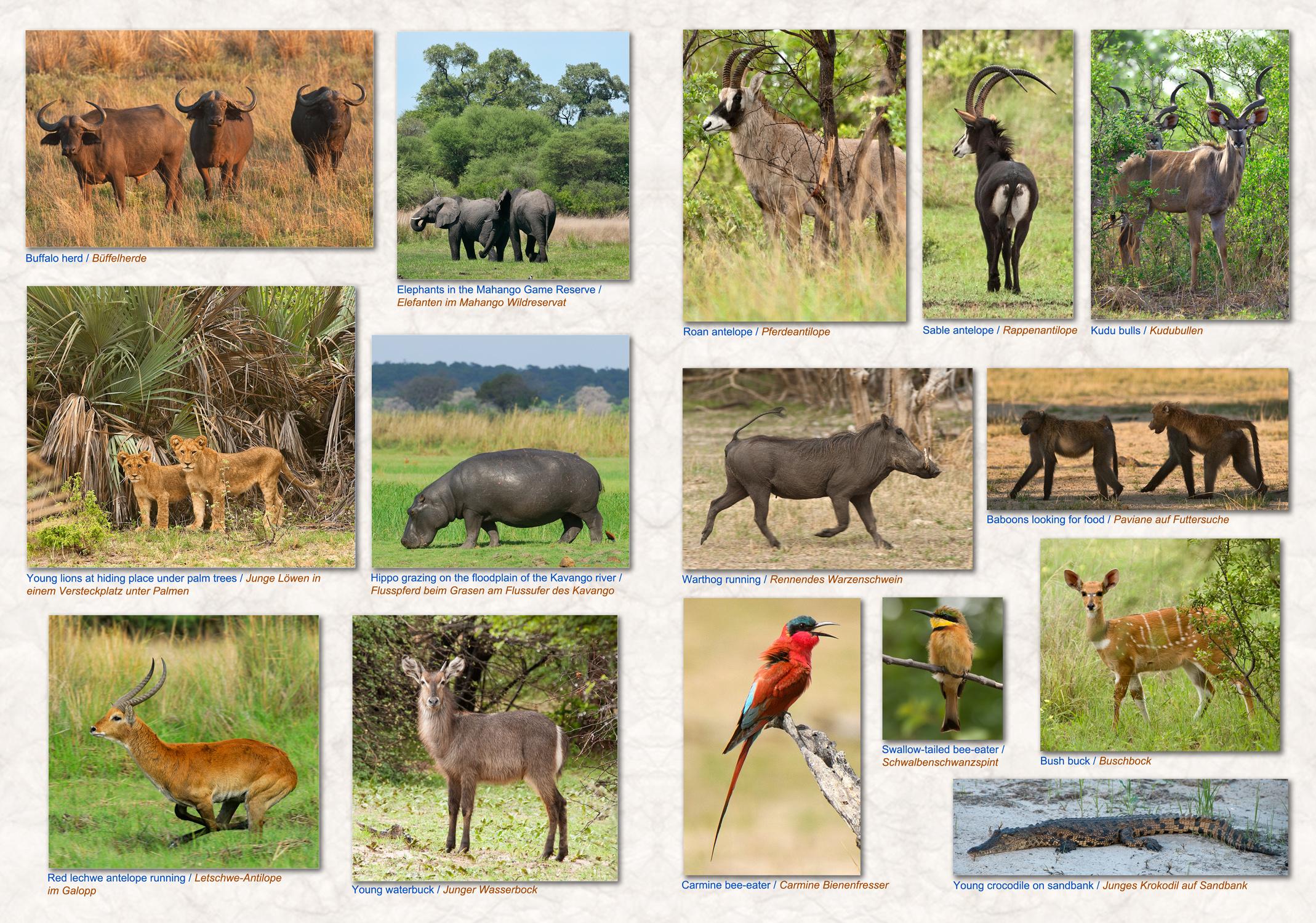 Beispielinhalt (Bild) NAMIBIA