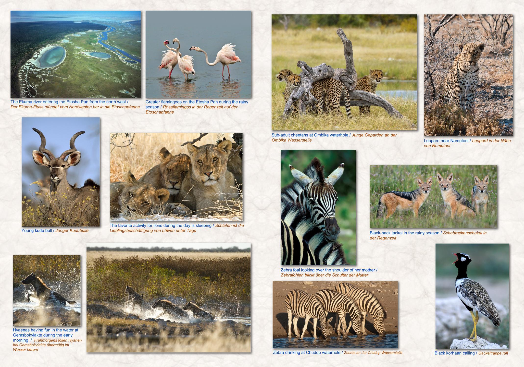 Beispielinhalt (Bild) NAMIBIA