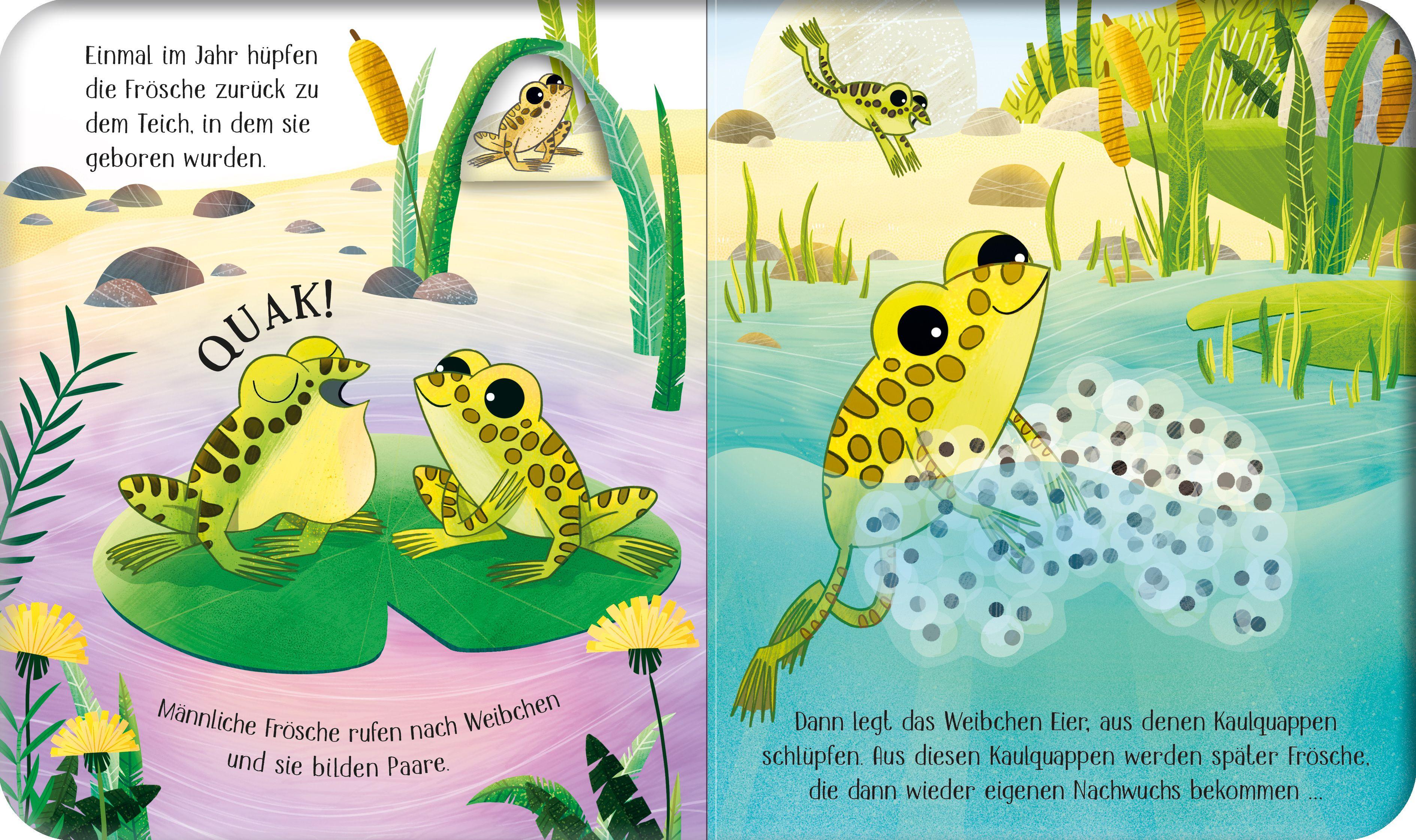 Beispielinhalt (Bild) Schau mal, wie ich wachse! Vom Laich zum Frosch