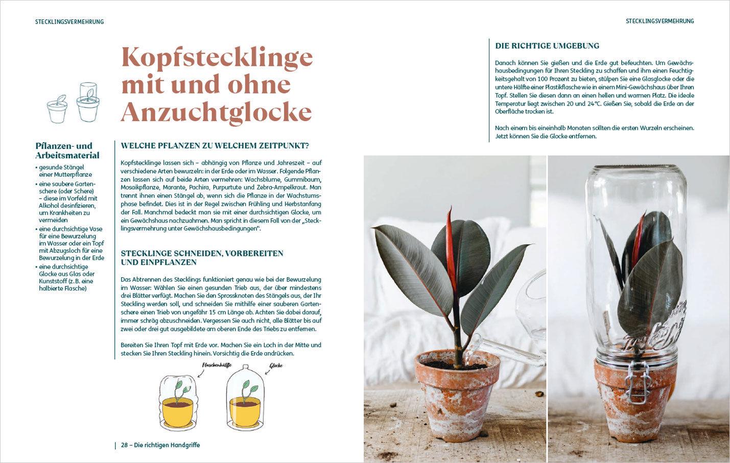 Beispielinhalt (Bild) So einfach ist Pflanzenvermehrung. Die besten Methoden für 60 Nutz- und Zimmerpflanzen.