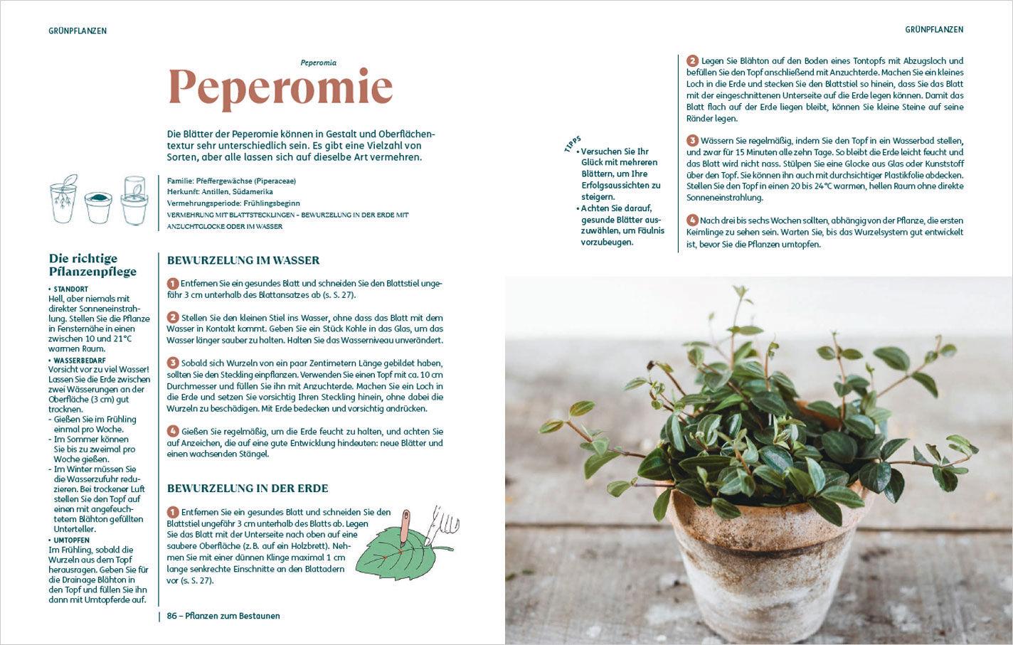 Beispielinhalt (Bild) So einfach ist Pflanzenvermehrung. Die besten Methoden für 60 Nutz- und Zimmerpflanzen.