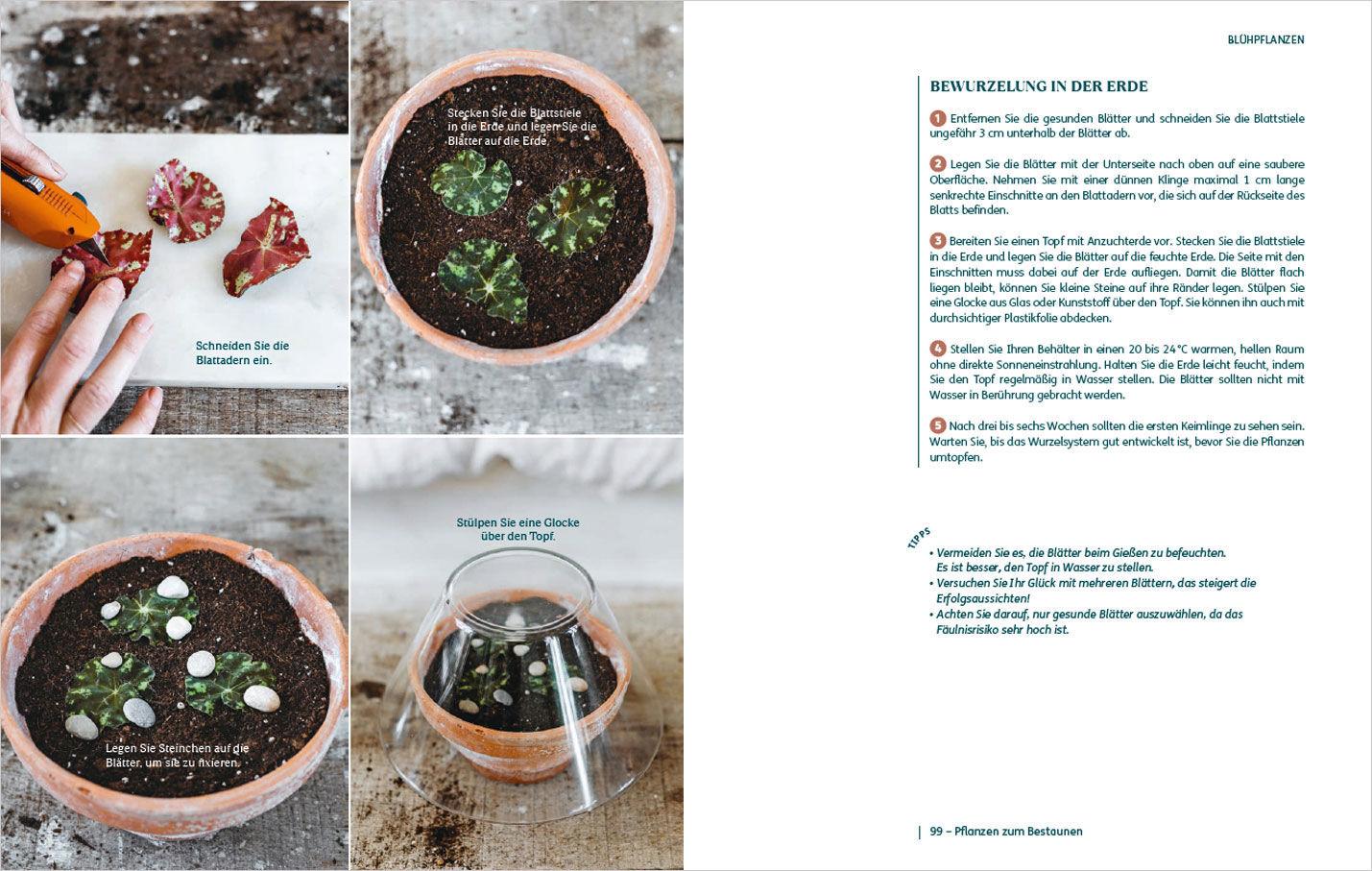 Beispielinhalt (Bild) So einfach ist Pflanzenvermehrung. Die besten Methoden für 60 Nutz- und Zimmerpflanzen.
