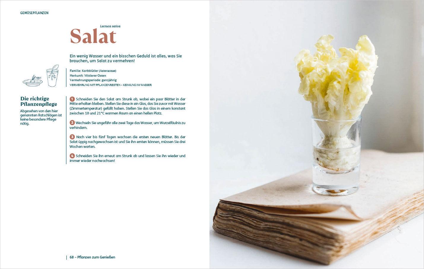 Beispielinhalt (Bild) So einfach ist Pflanzenvermehrung. Die besten Methoden für 60 Nutz- und Zimmerpflanzen.