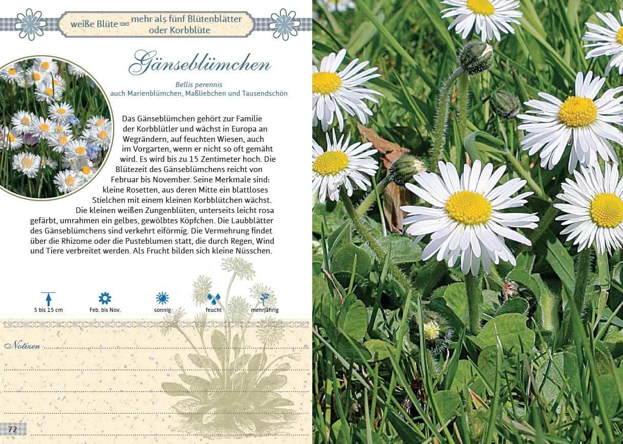 Beispielinhalt (Bild) Mein Wildkräuterführer. Über 150 Wildpflanzen sammeln, erkennen & bestimmen.
