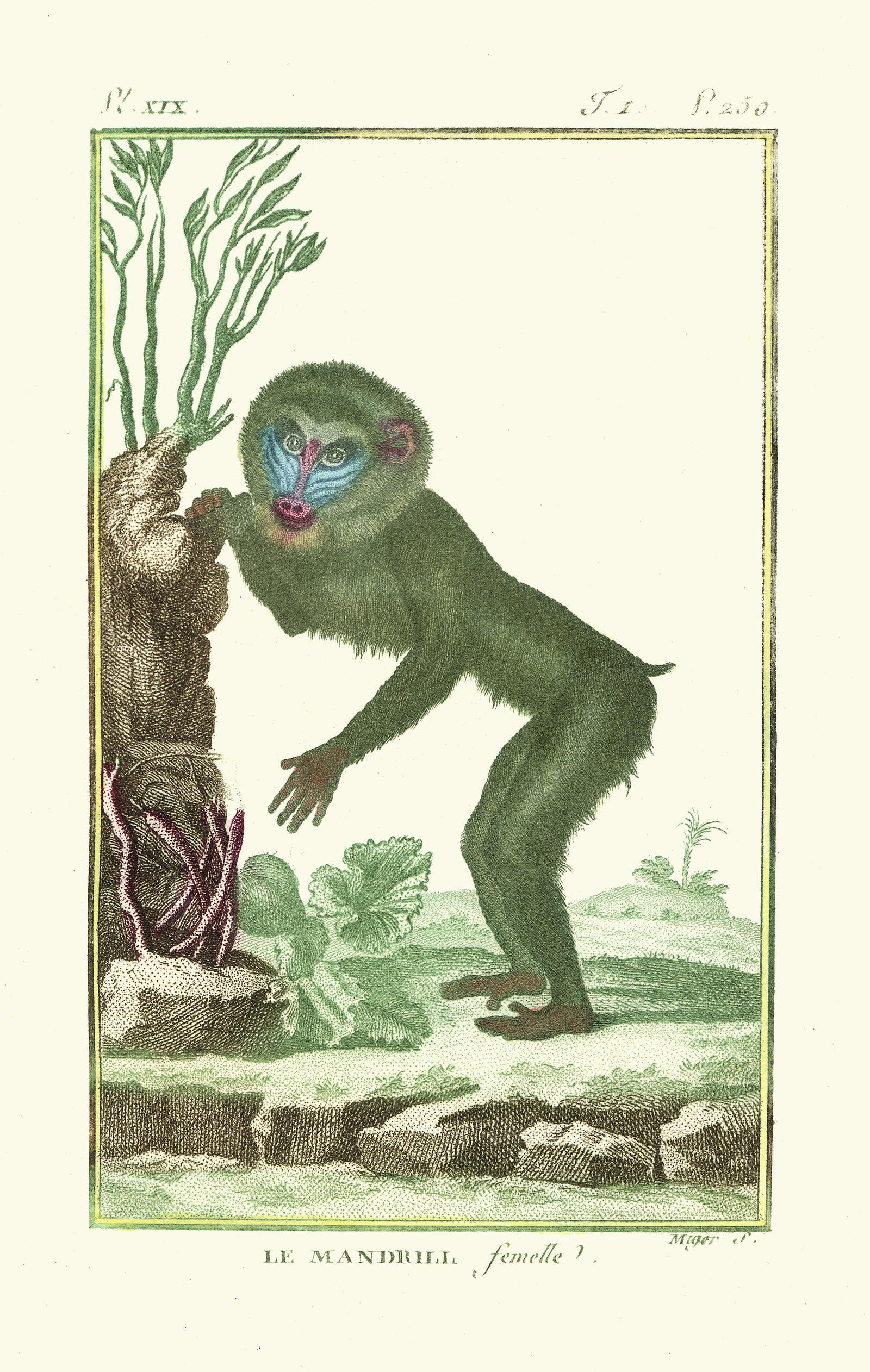 Beispielinhalt (Bild) Affentheater