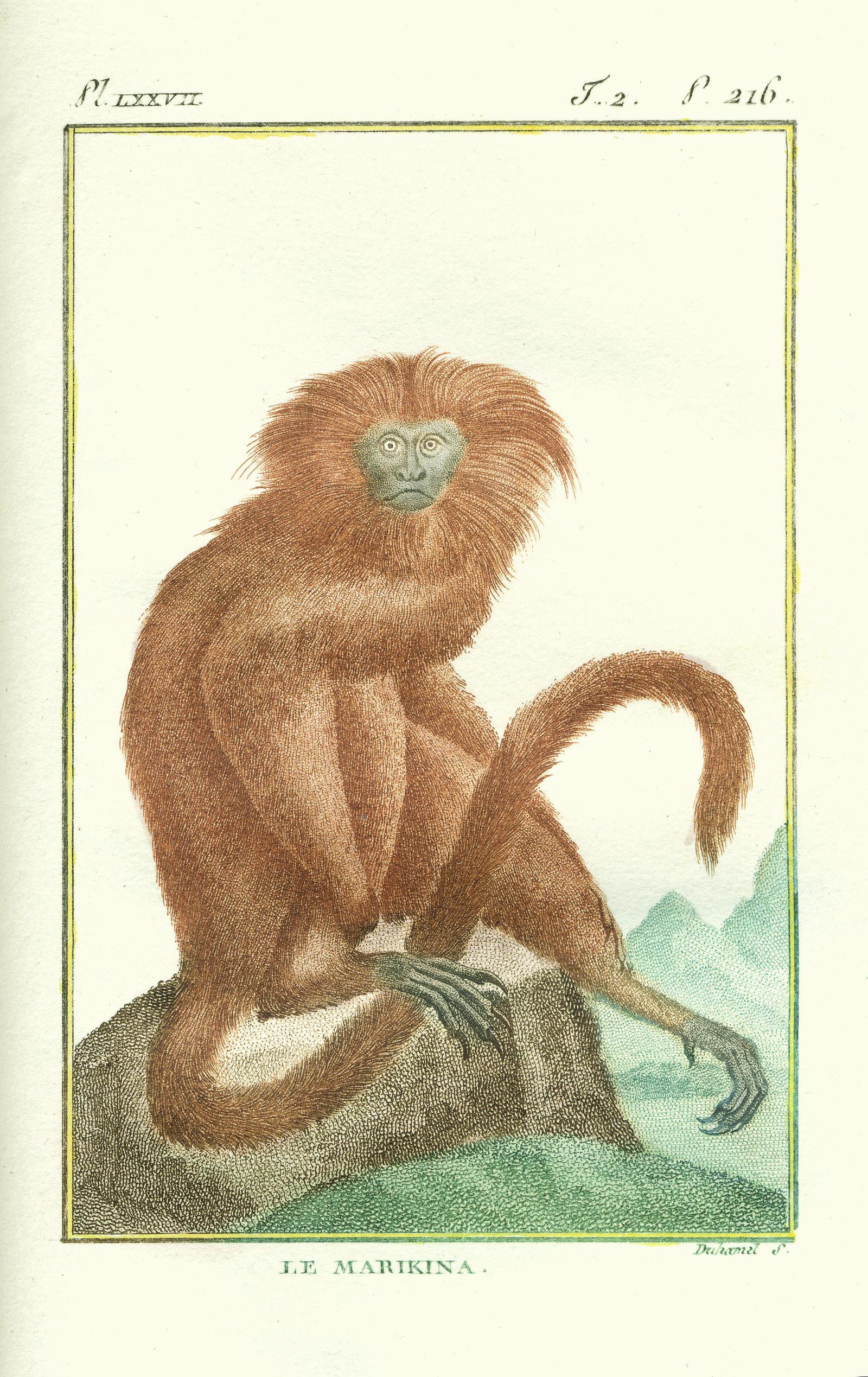 Beispielinhalt (Bild) Affentheater