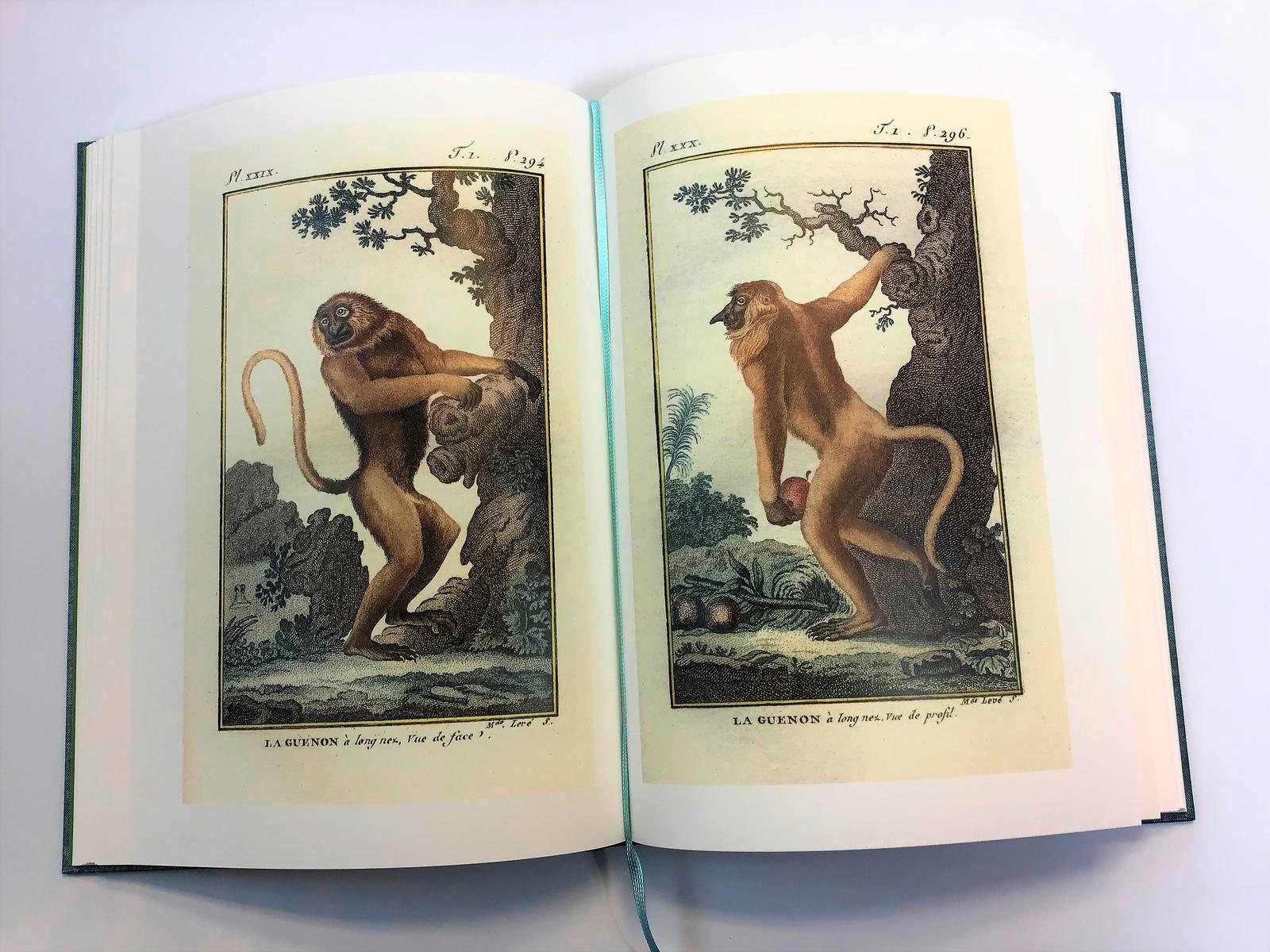 Beispielinhalt (Bild) Affentheater