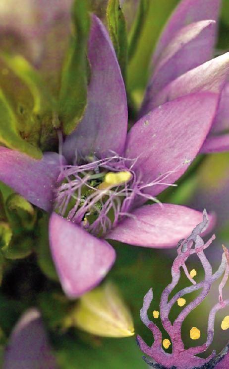 Beispielinhalt (Bild) Die Bachblüten Karten