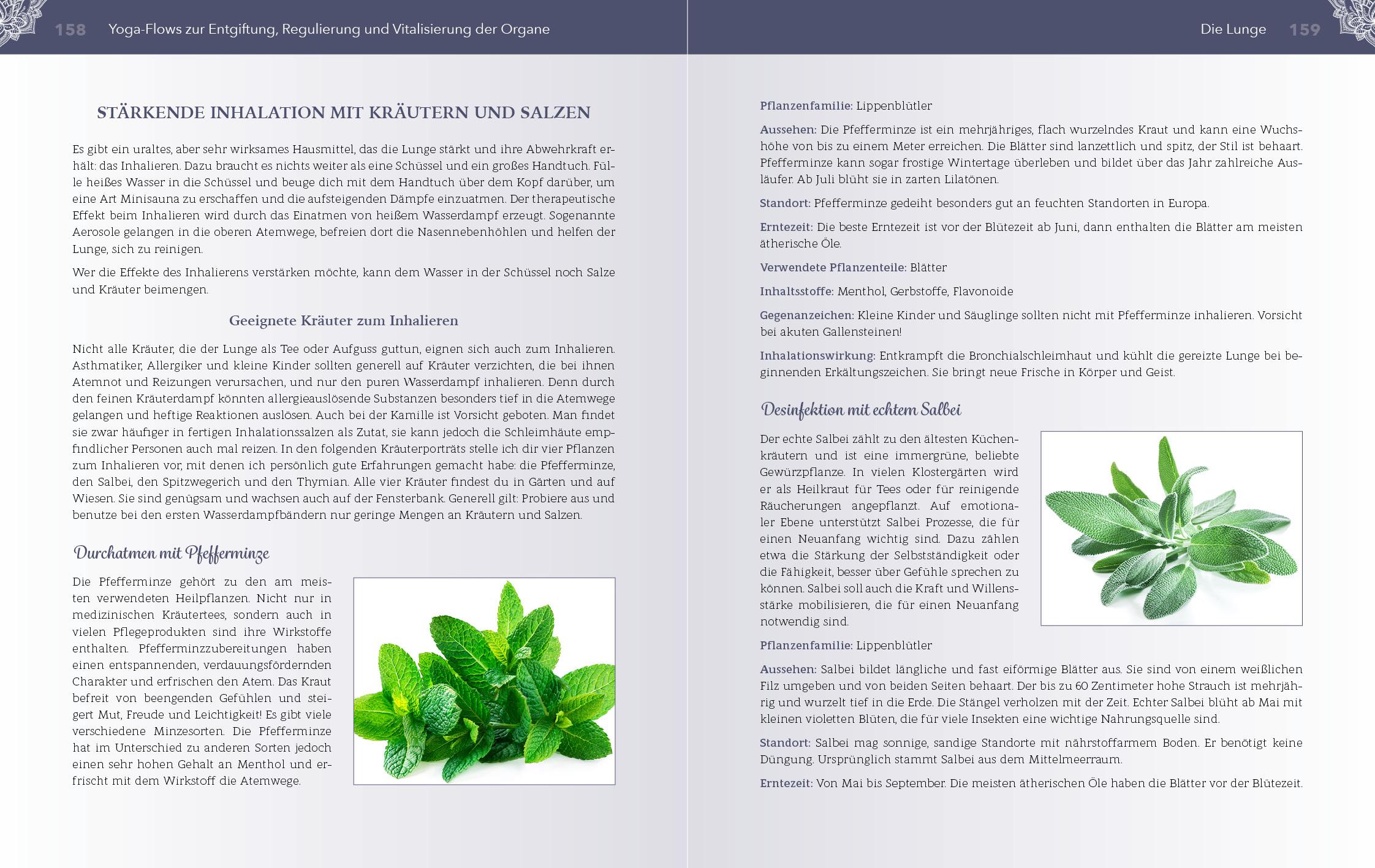 Beispielinhalt (Bild) Yoga für die Organe