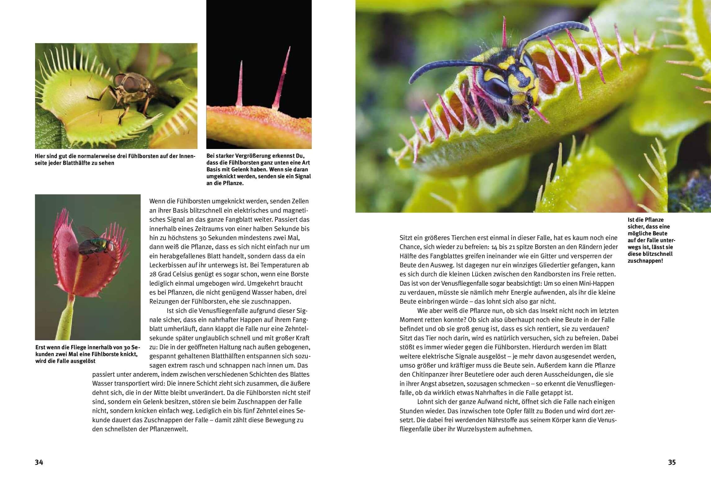 Beispielinhalt (Bild) Entdecke fleischfressende Pflanzen