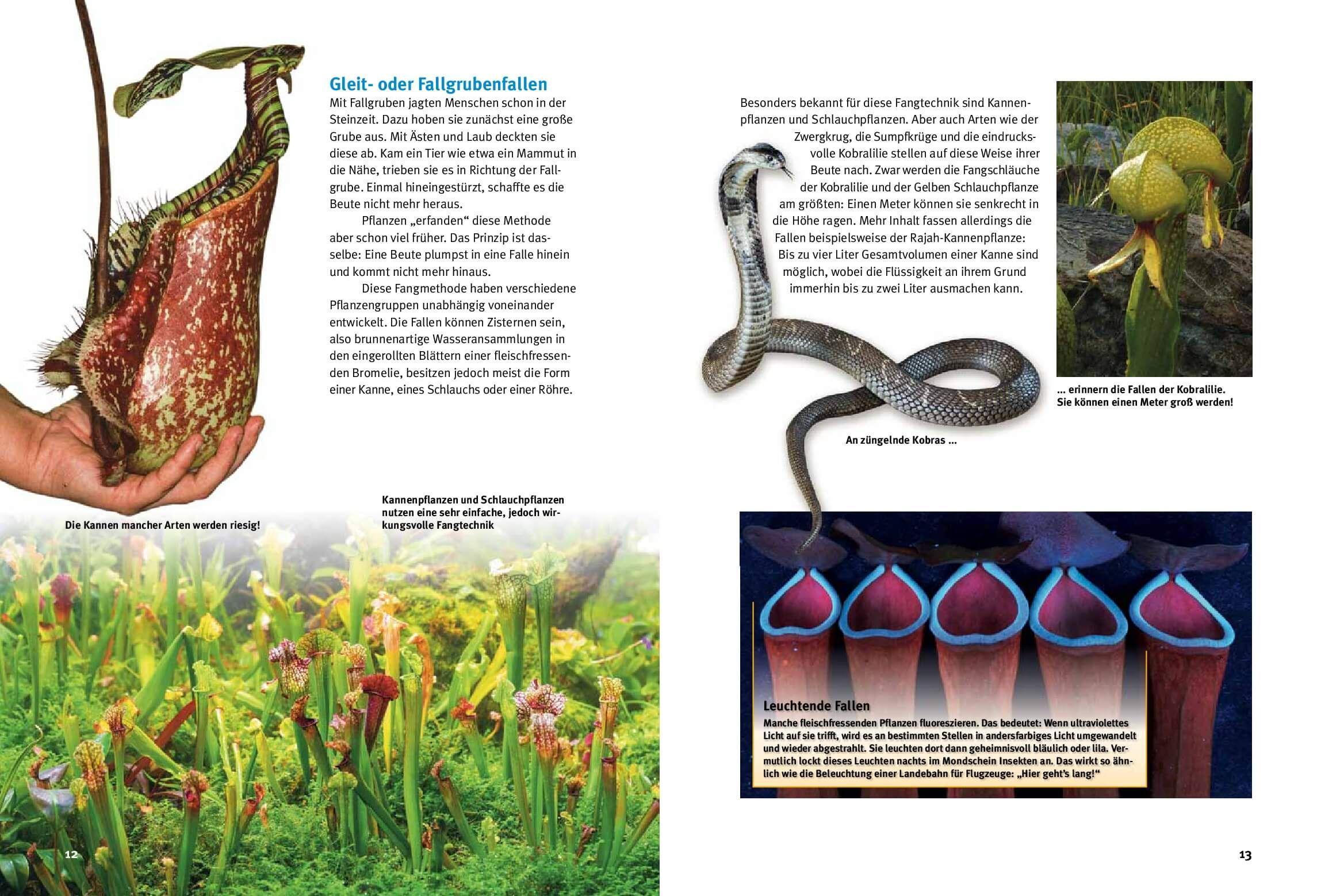 Beispielinhalt (Bild) Entdecke fleischfressende Pflanzen