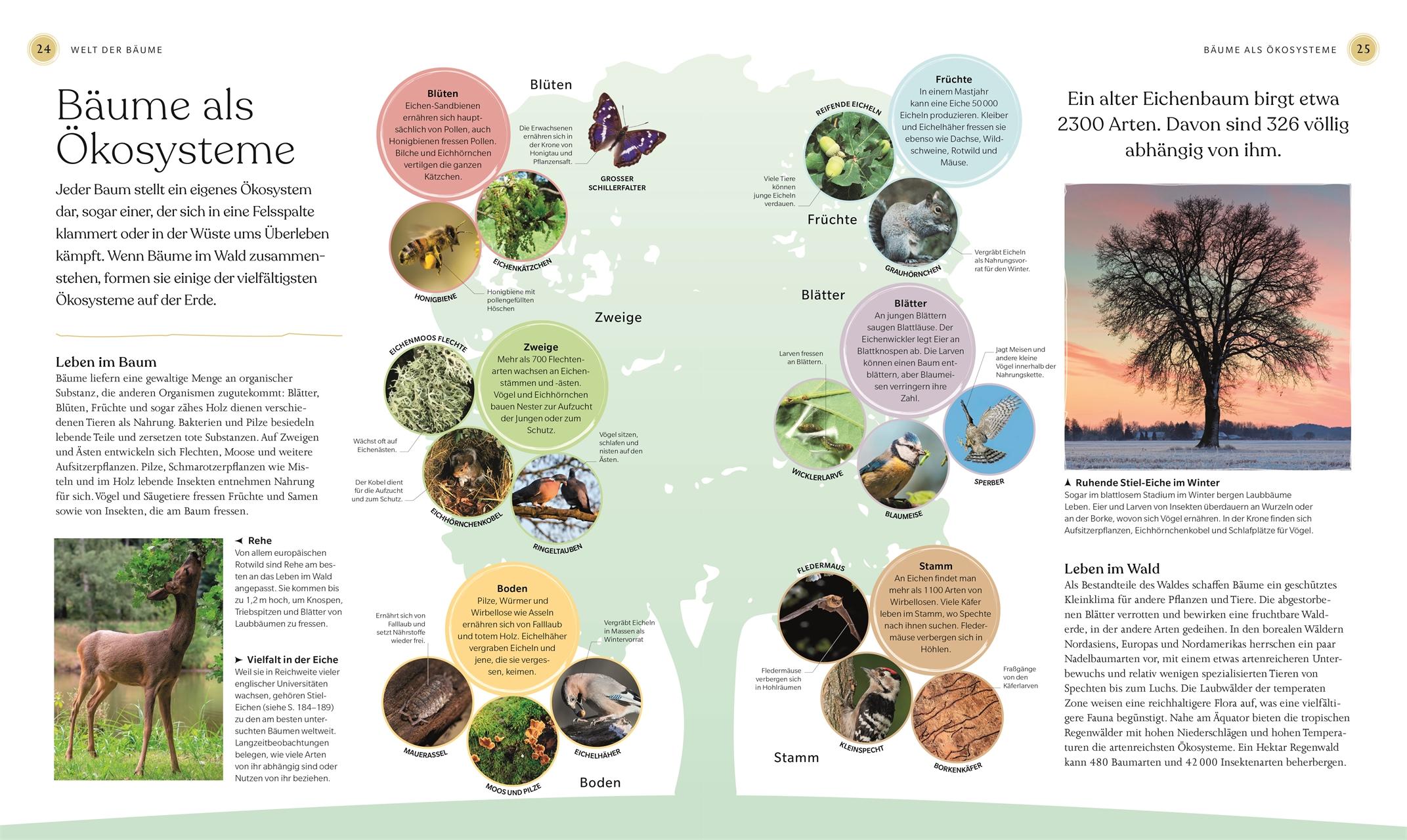 Beispielinhalt (Bild) Bäume - Eine Natur- und Kulturgeschichte