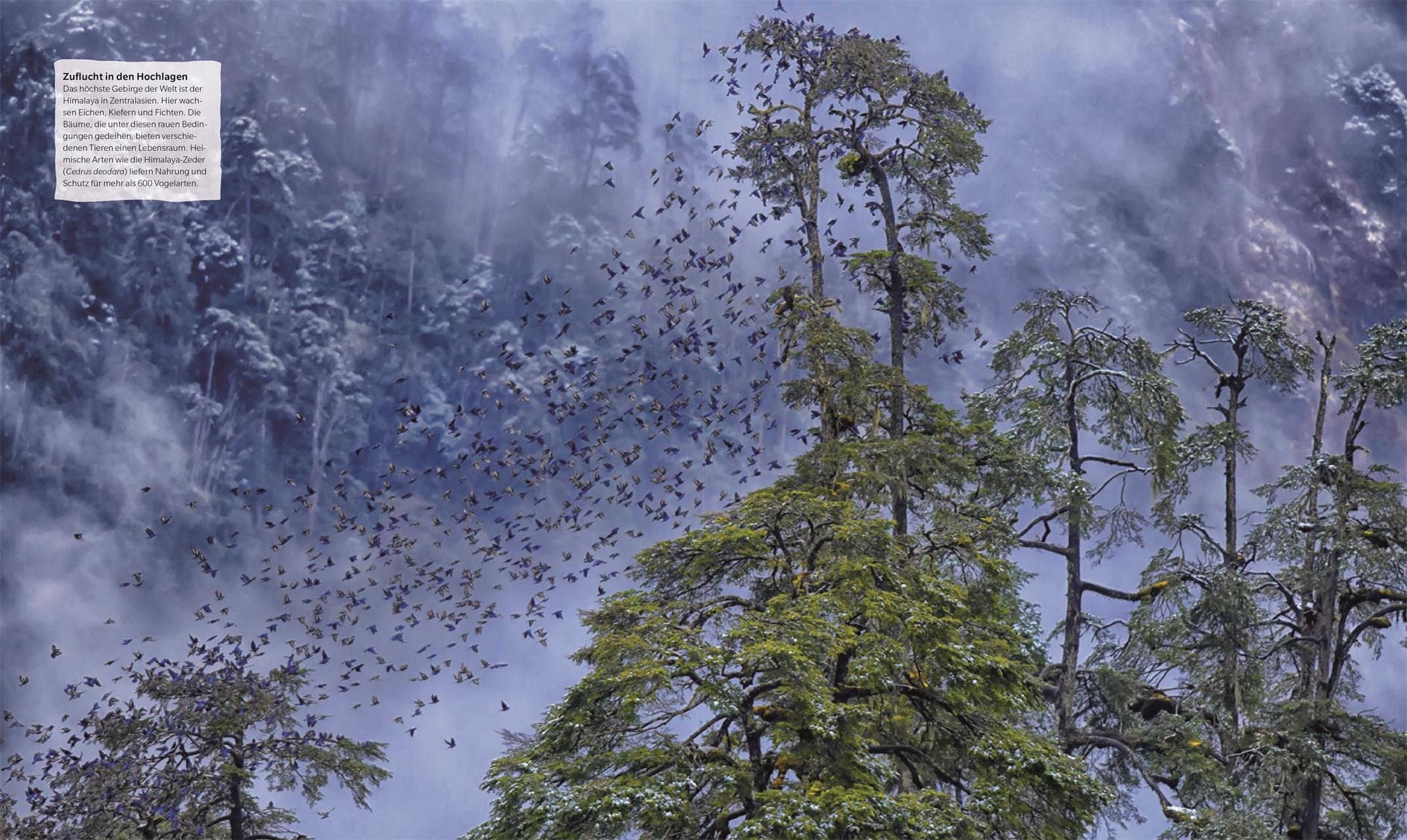 Beispielinhalt (Bild) Bäume - Eine Natur- und Kulturgeschichte