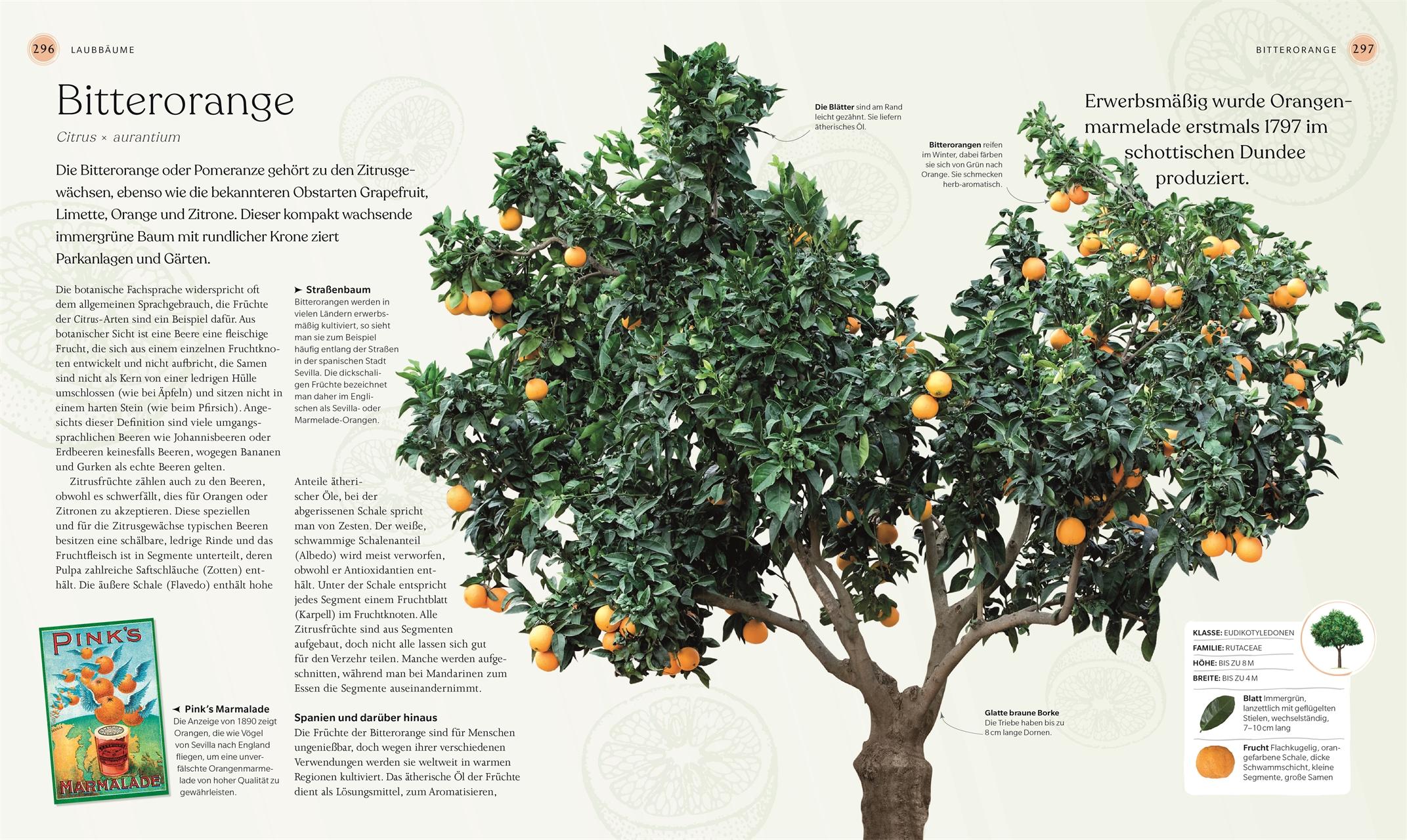 Beispielinhalt (Bild) Bäume - Eine Natur- und Kulturgeschichte