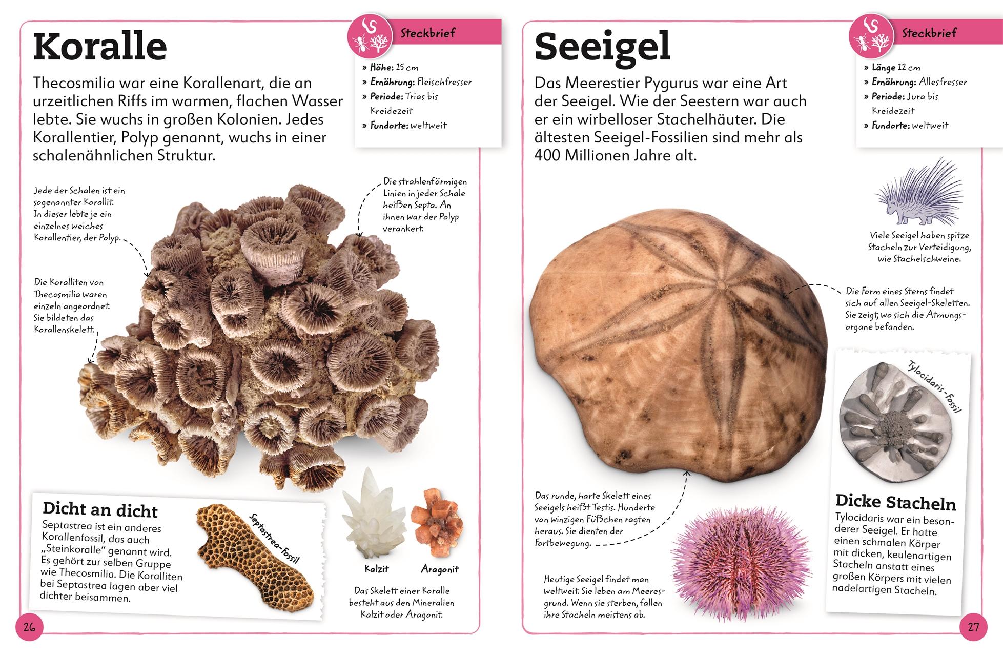 Beispielinhalt (Bild) Fossilien