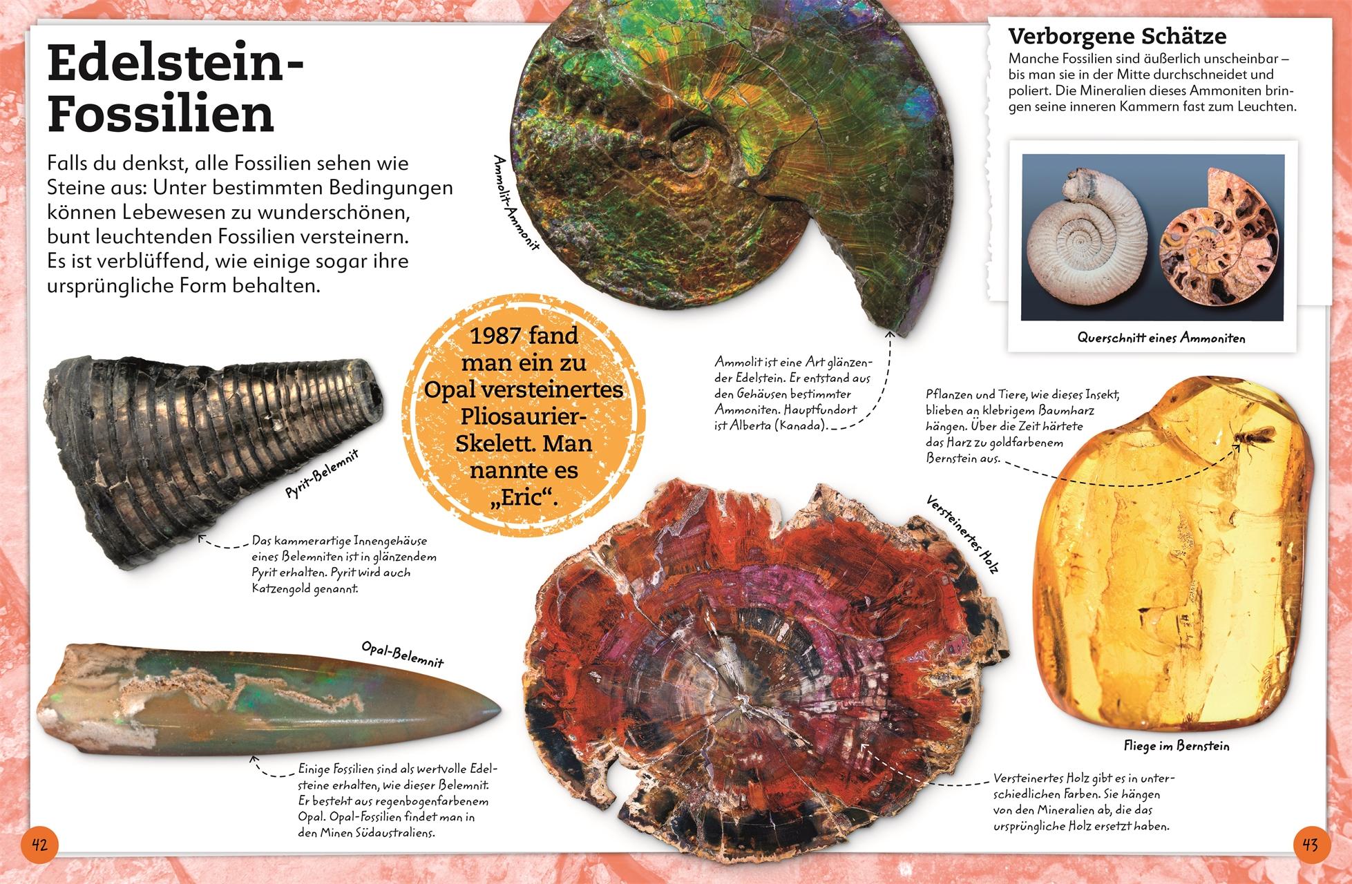 Beispielinhalt (Bild) Fossilien