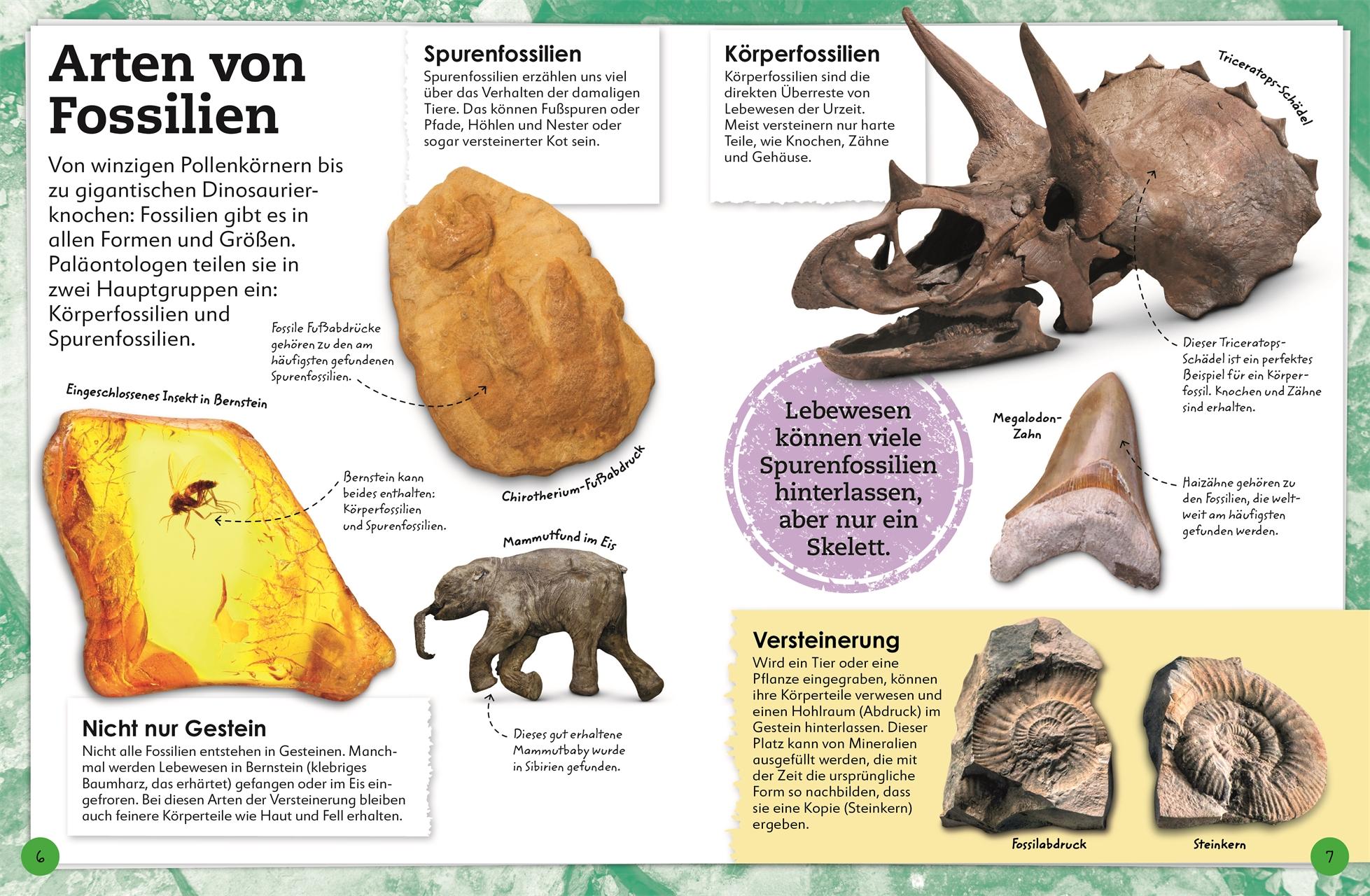 Beispielinhalt (Bild) Fossilien